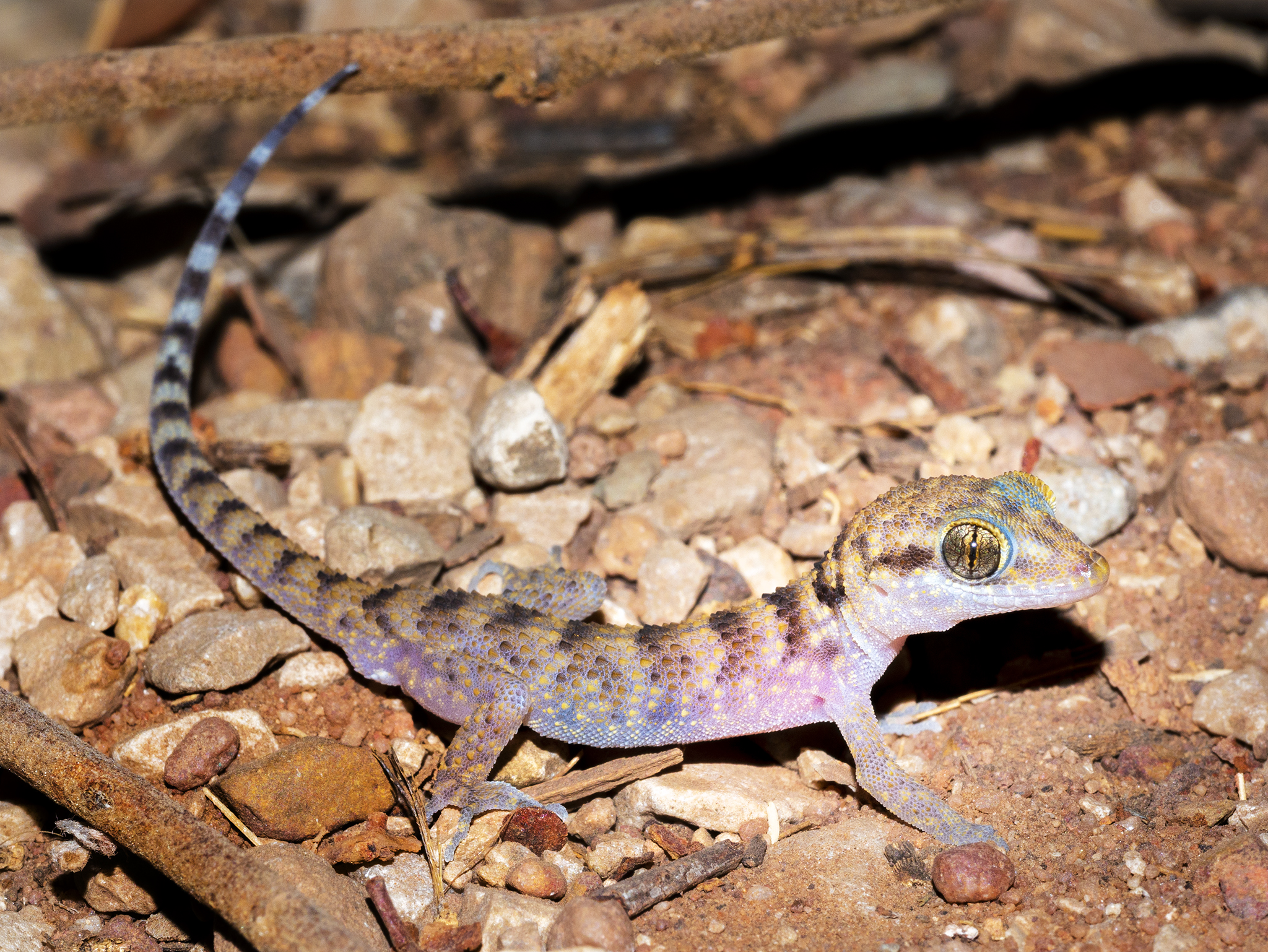 Read more about the article Common Prickly Gecko