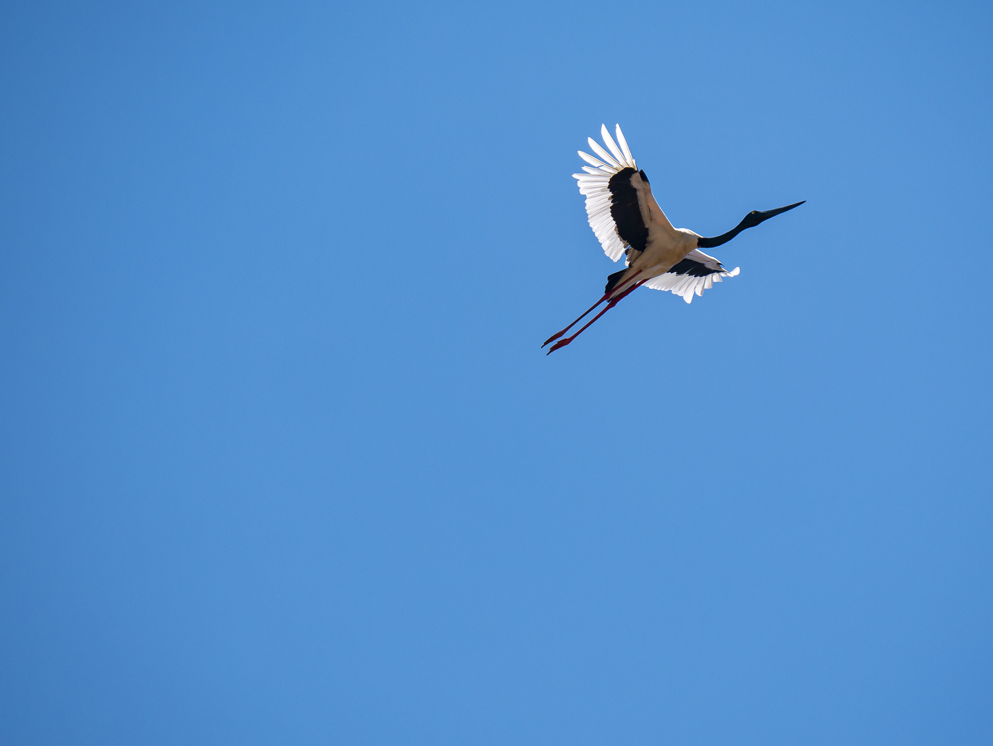 Read more about the article Australian Jabiru