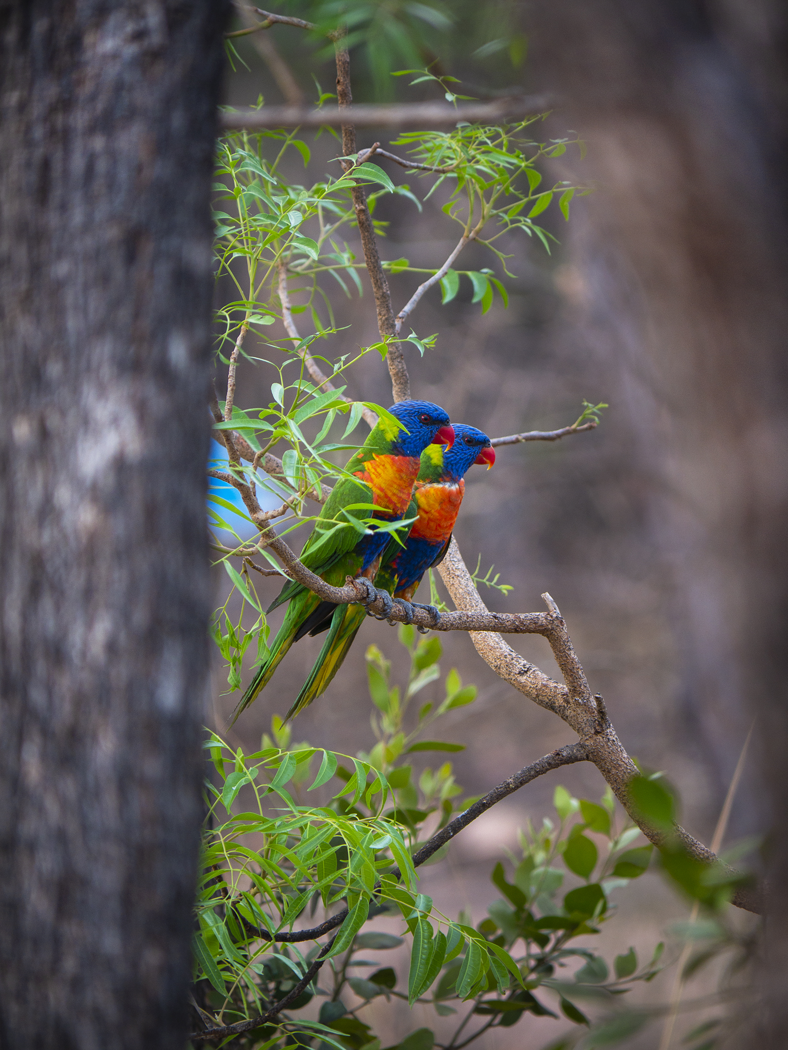 You are currently viewing Rainbow Lorikeets