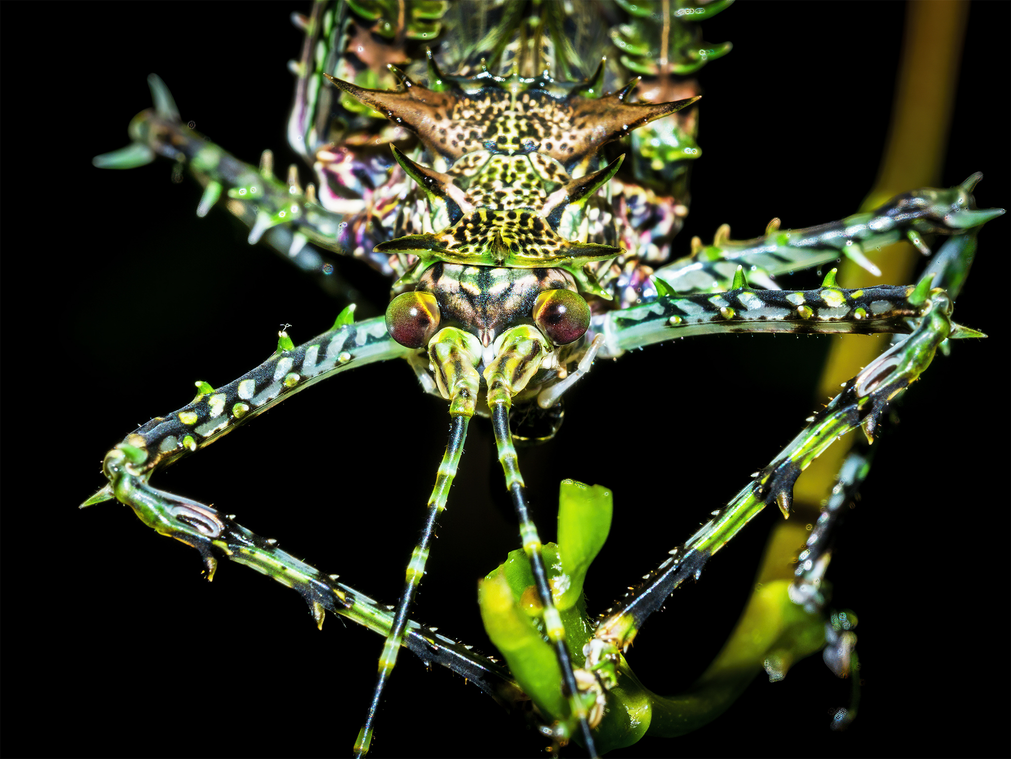 You are currently viewing Silent Spiny Katydid