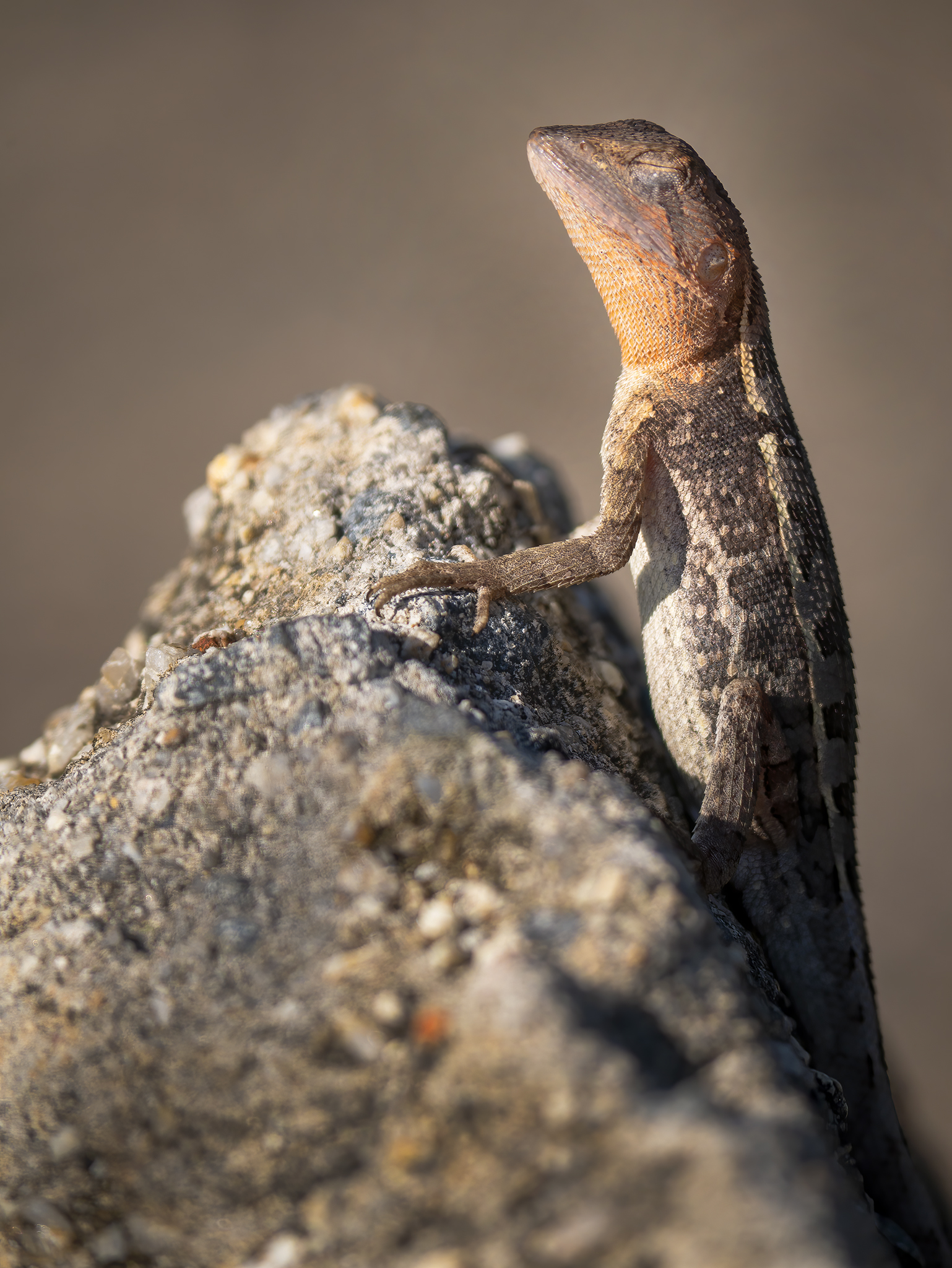 You are currently viewing Tommy Roundhead Lizard