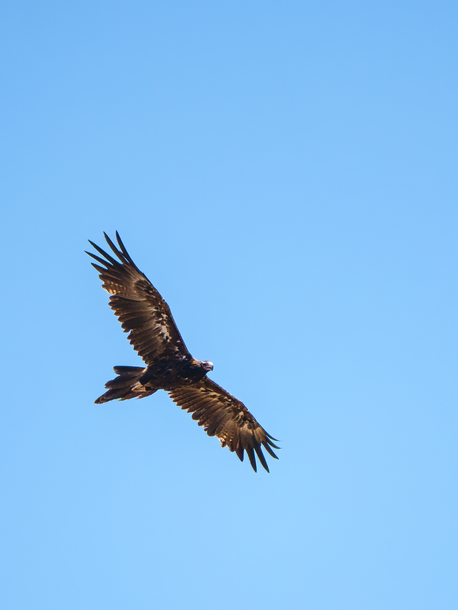 Read more about the article Wedge-Tailed Eagle