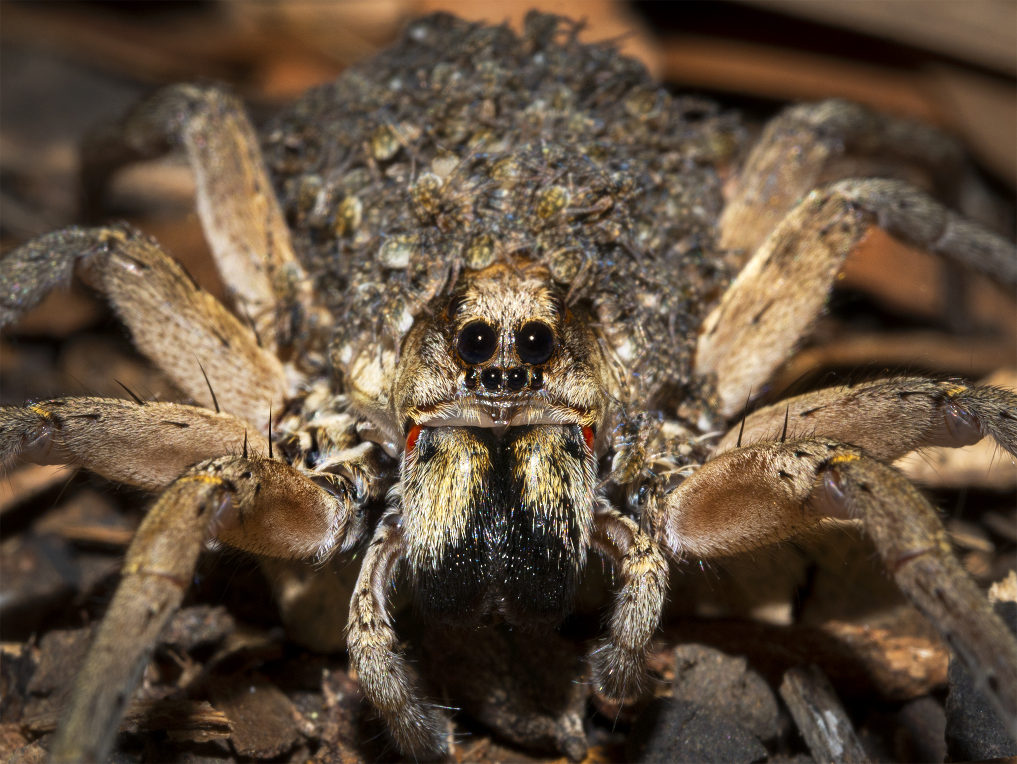 You are currently viewing Wolf Spider & Babies