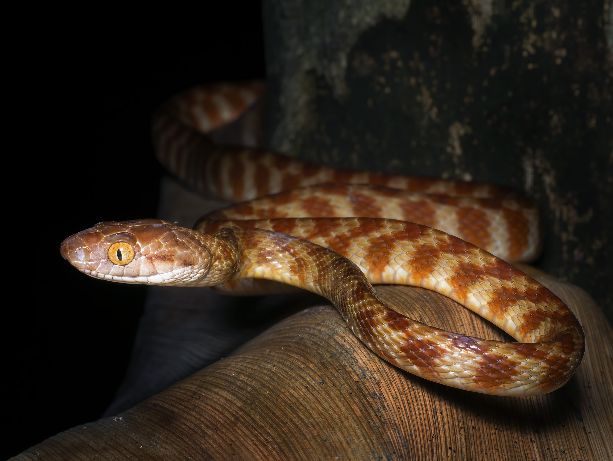 You are currently viewing Brown Tree Snake