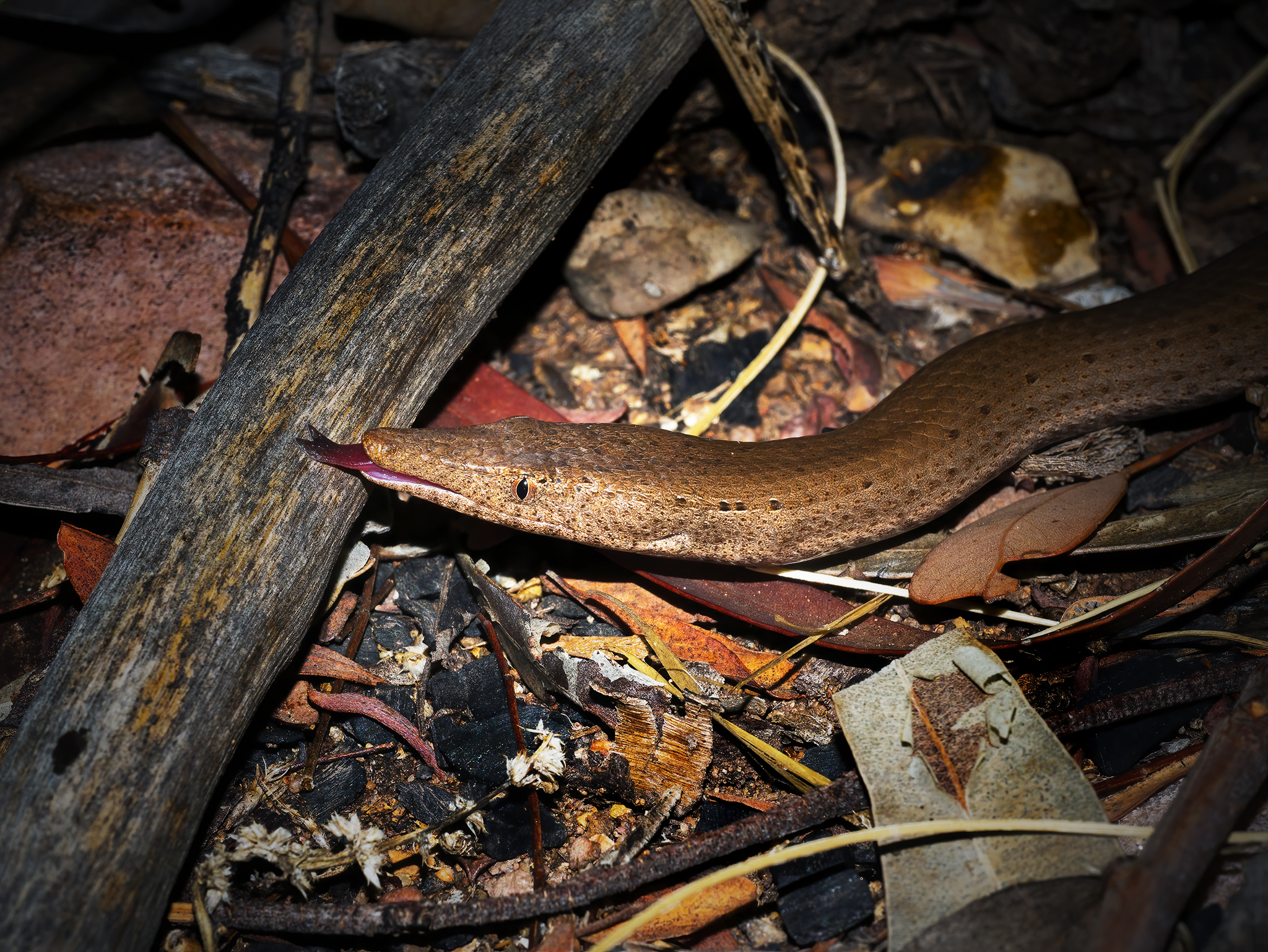 You are currently viewing Burton’s Legless Lizard