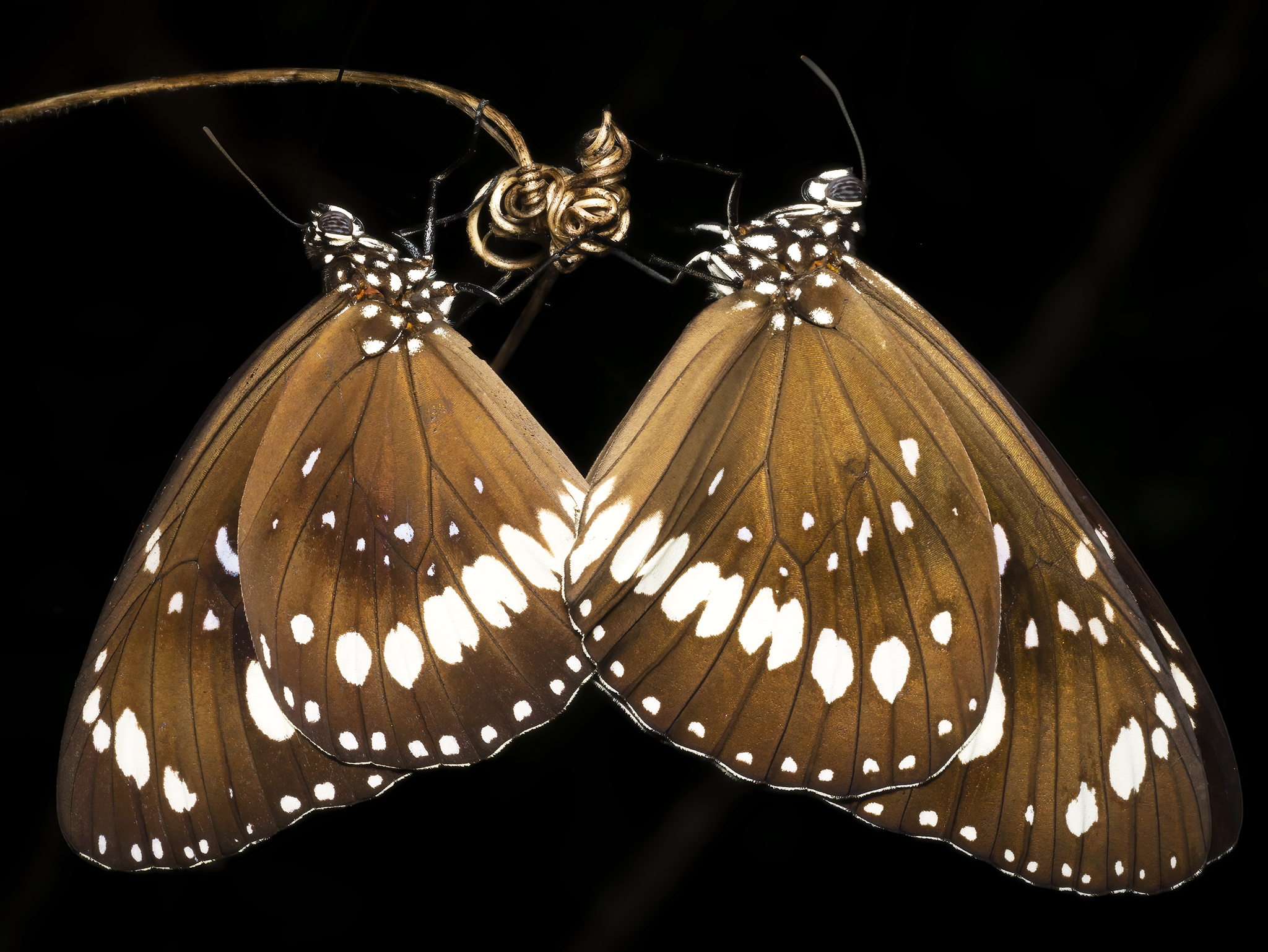 You are currently viewing Common Crow Butterflies