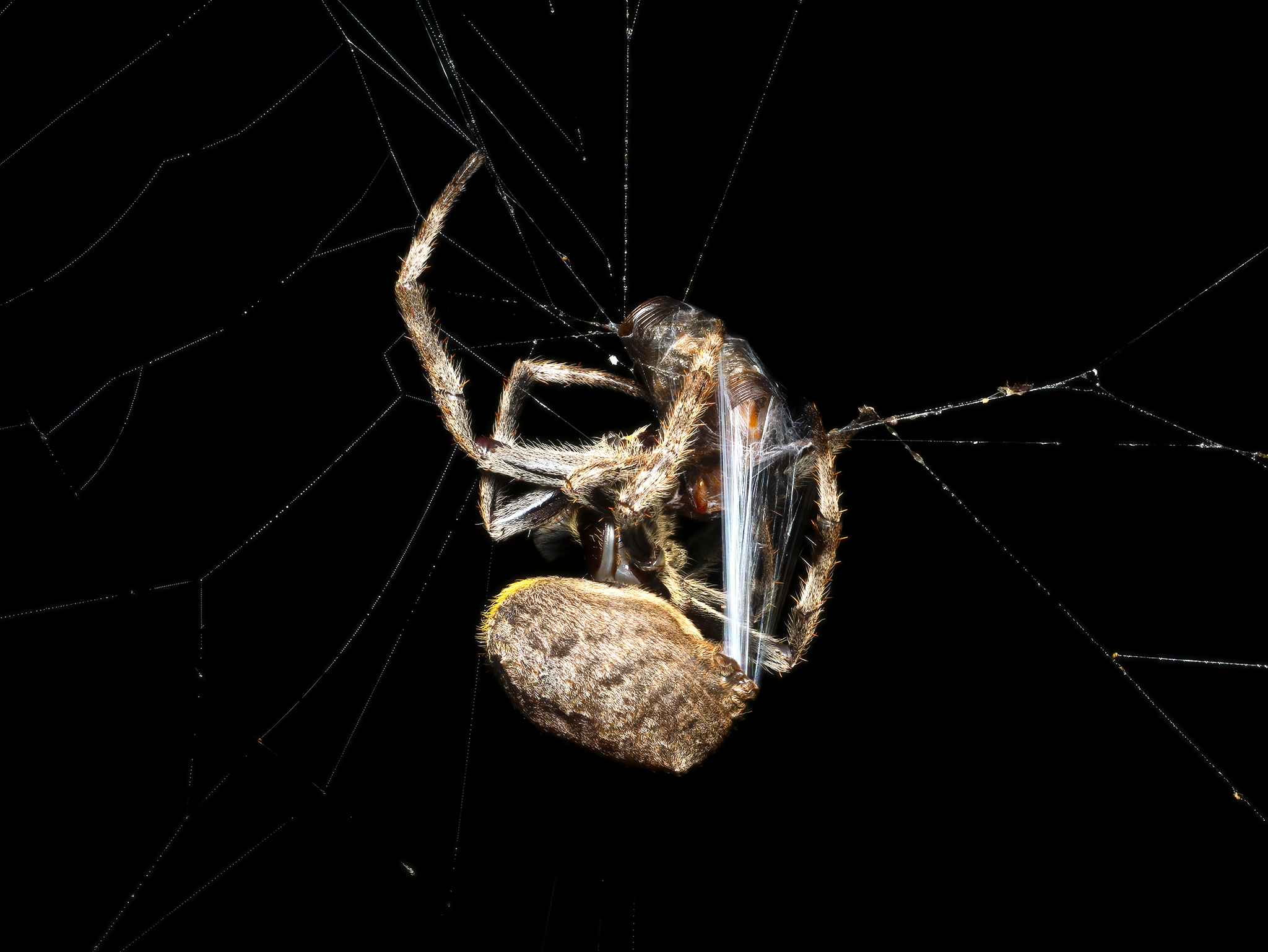 You are currently viewing Garden Orb Weaving Spider