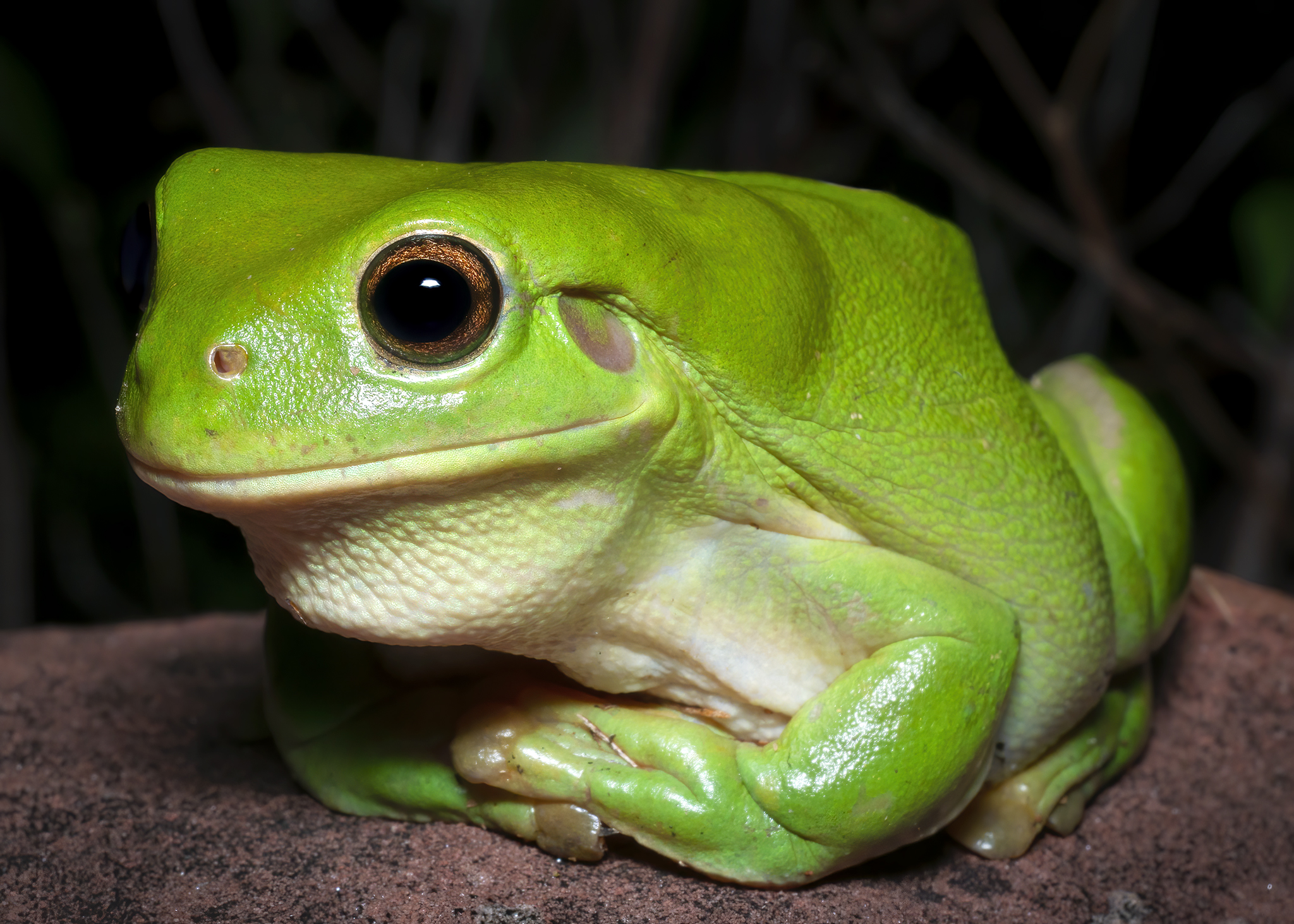 You are currently viewing Green Tree Frog