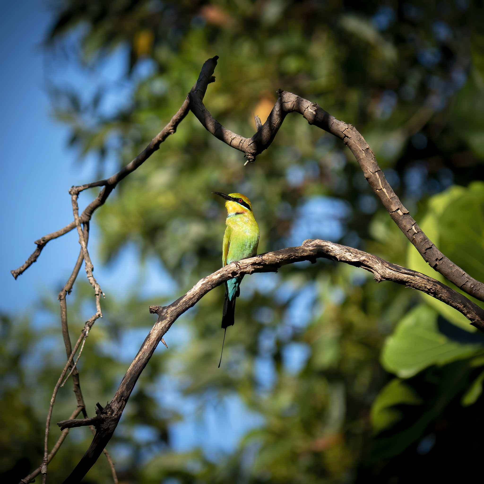 You are currently viewing Rainbow Bee-Eater