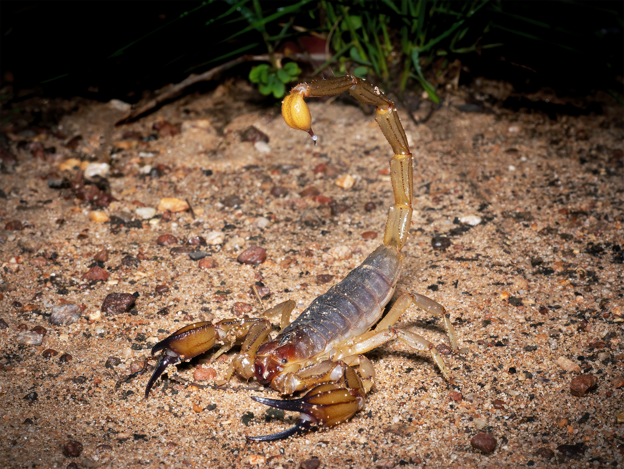 You are currently viewing Darwin Giant Scorpion