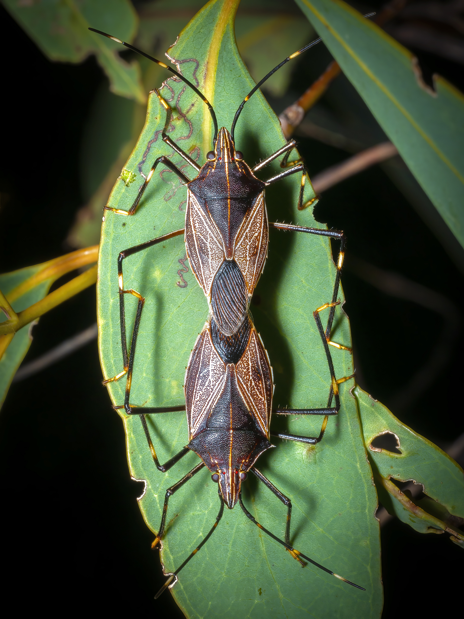 You are currently viewing Shield Bugs Mating