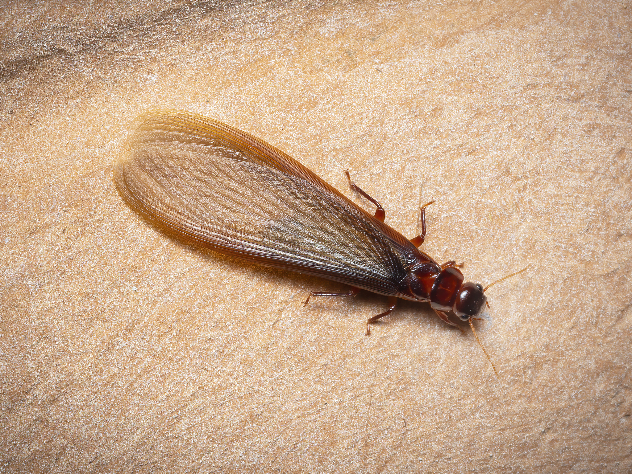 Read more about the article Giant Northern Termite