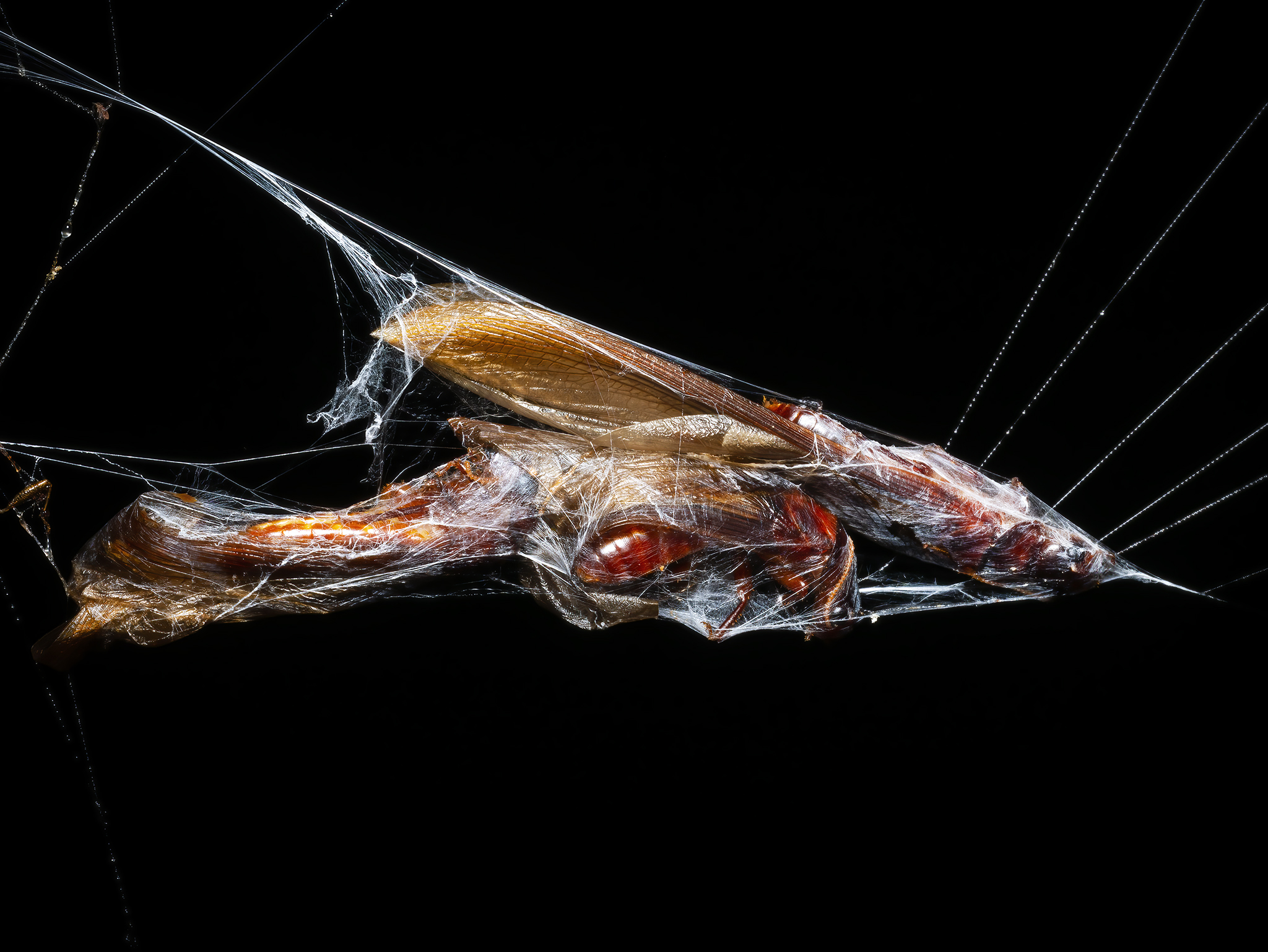 You are currently viewing Termites in Spider Web