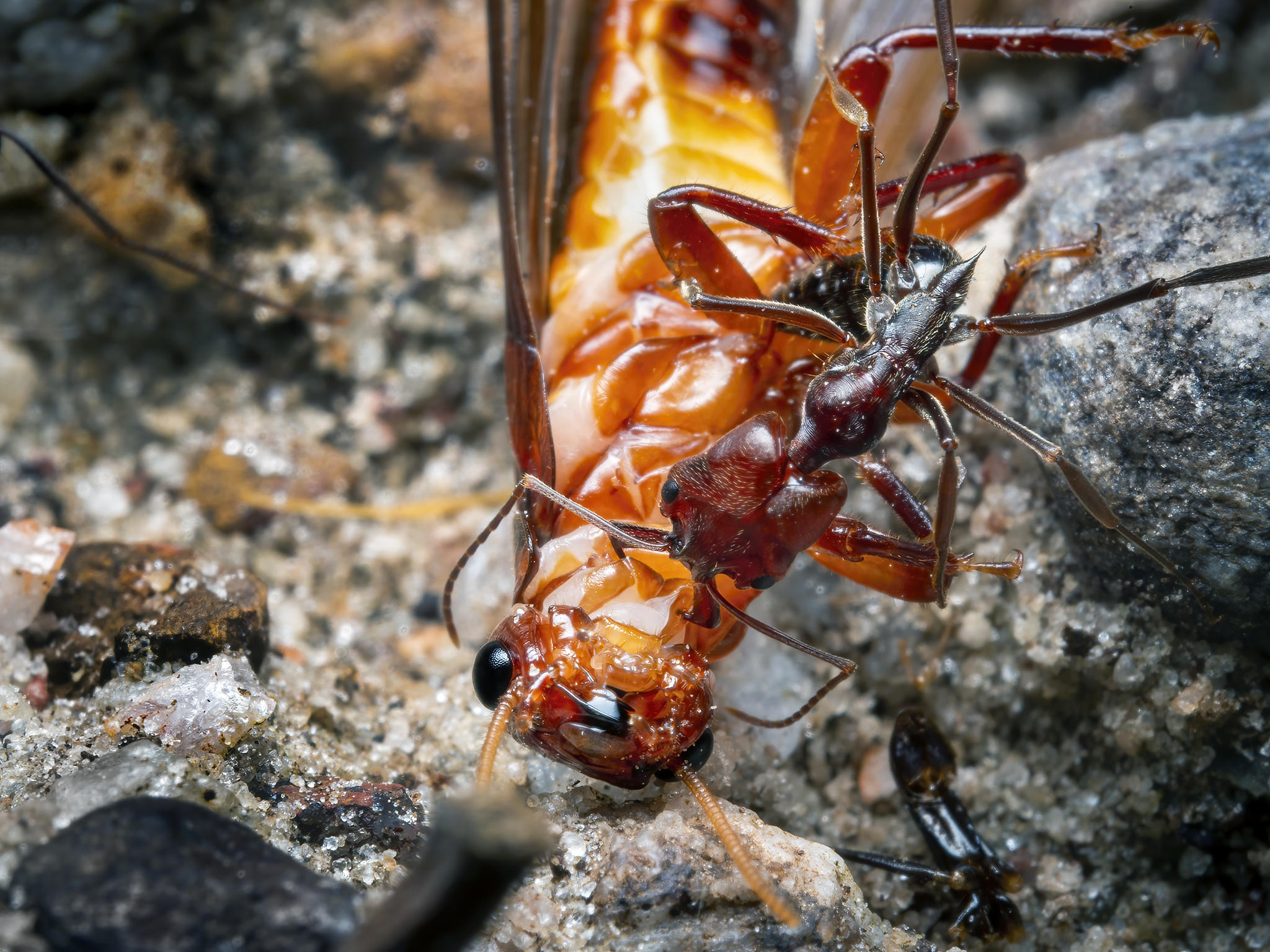 Read more about the article Trap-Jaw Ant with Termite