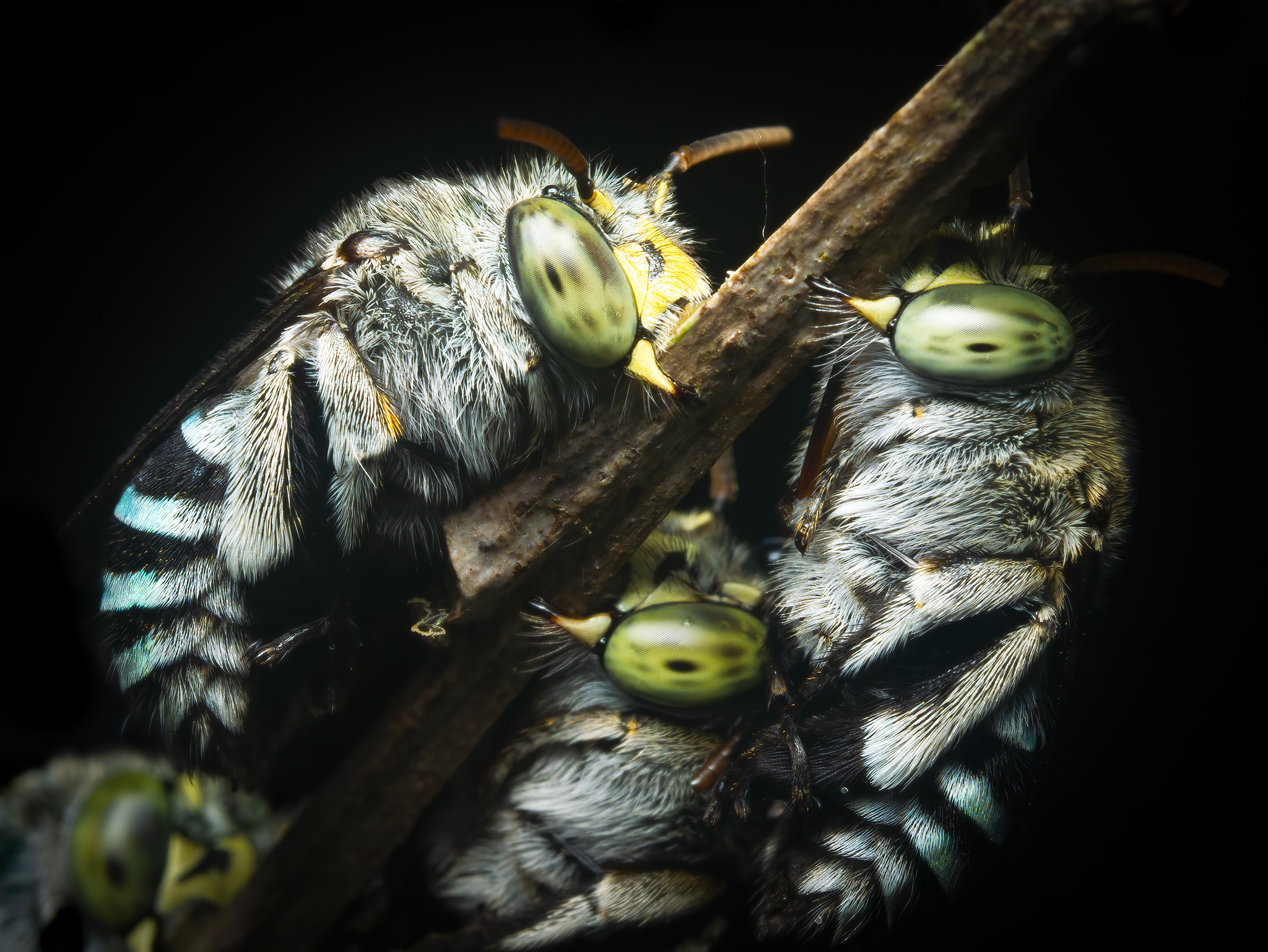 Read more about the article Blue-Banded Bees