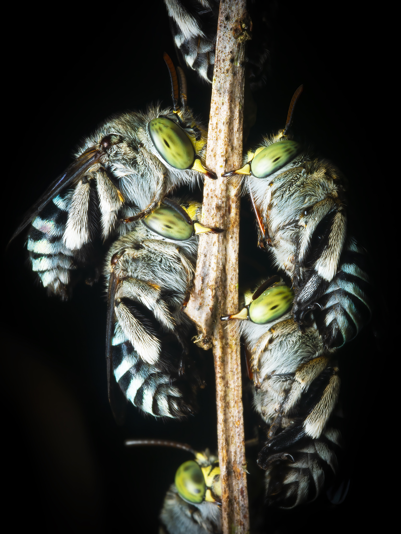 You are currently viewing Blue-Banded Bees