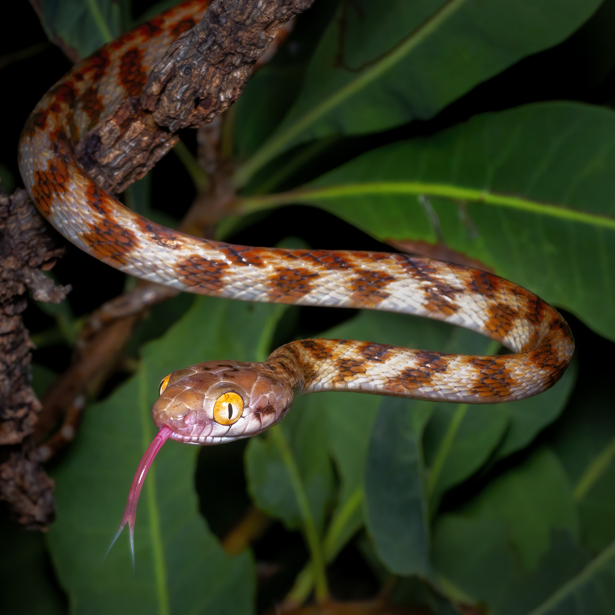 Read more about the article Brown Tree Snake