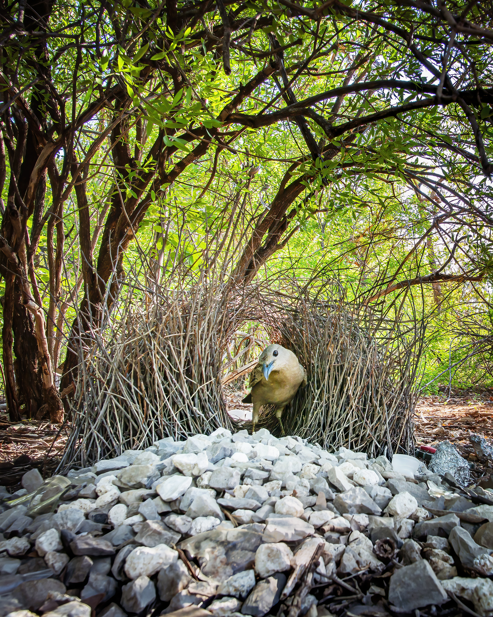 Read more about the article Great Bowerbird