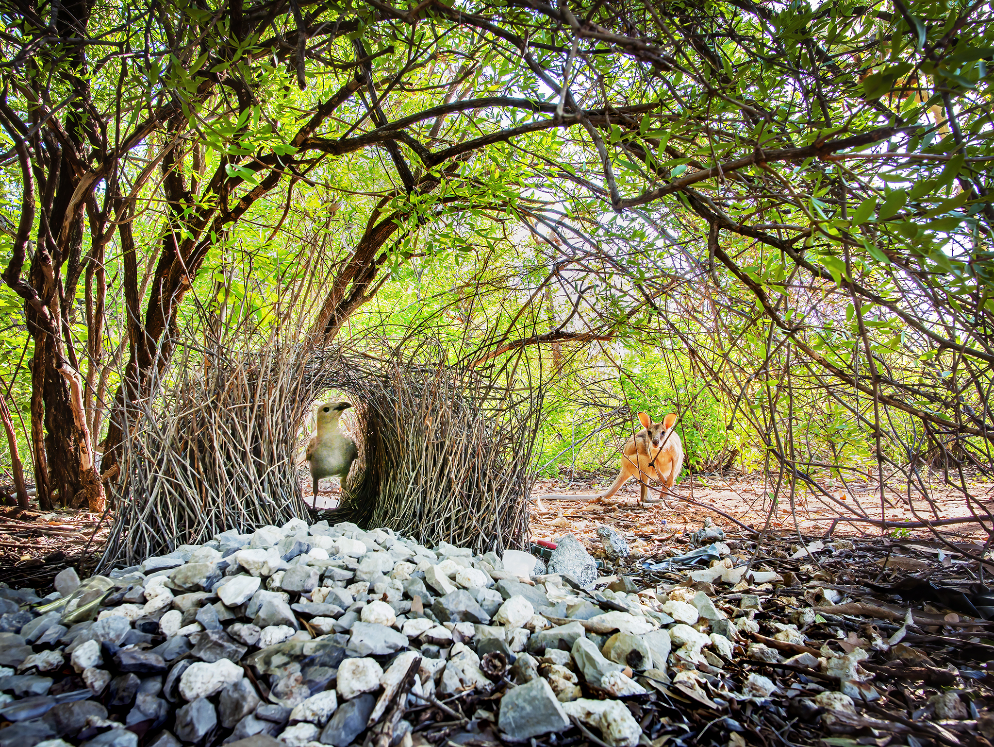 You are currently viewing Great Bowerbird