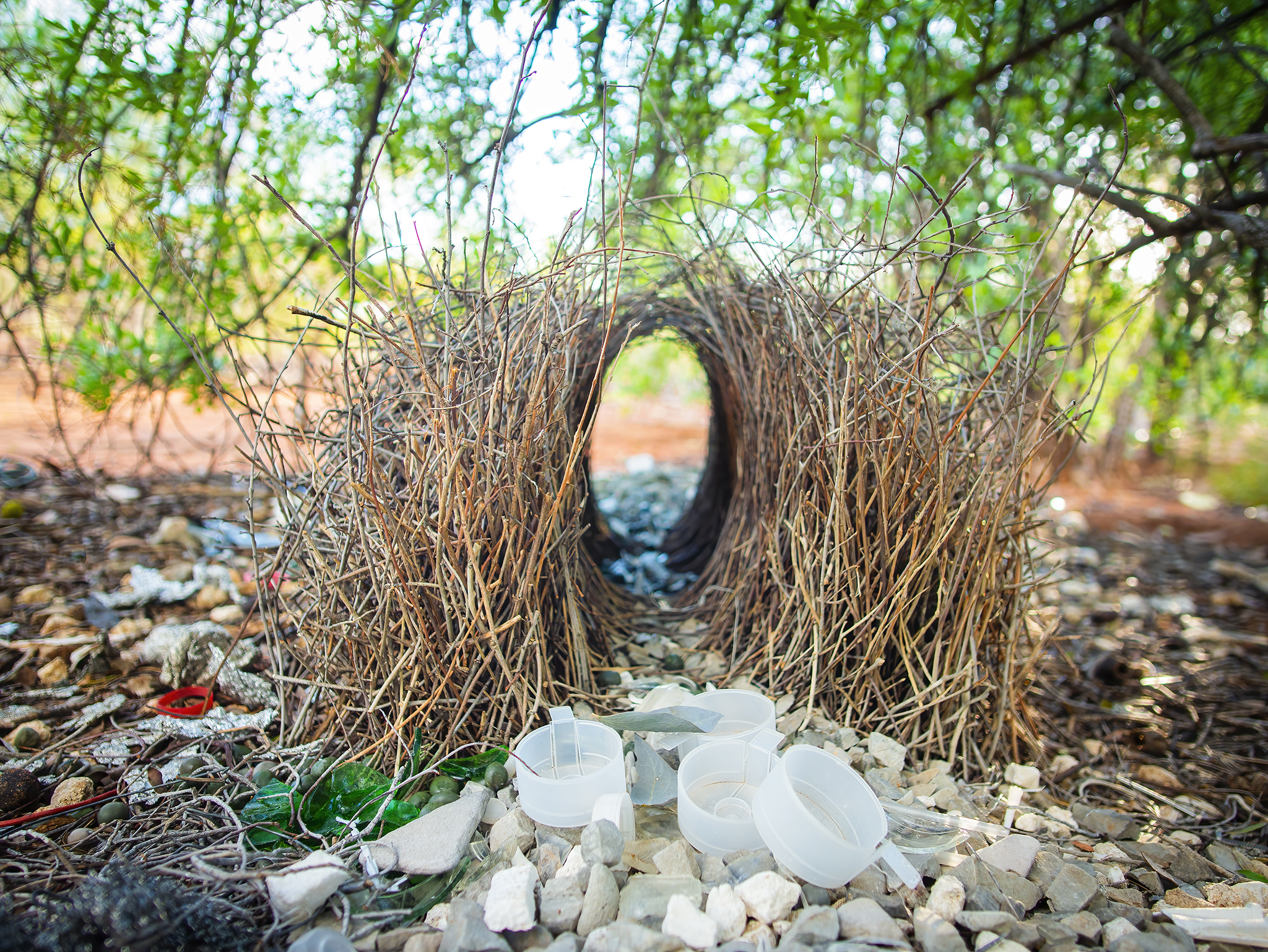 Read more about the article Great Bowerbird