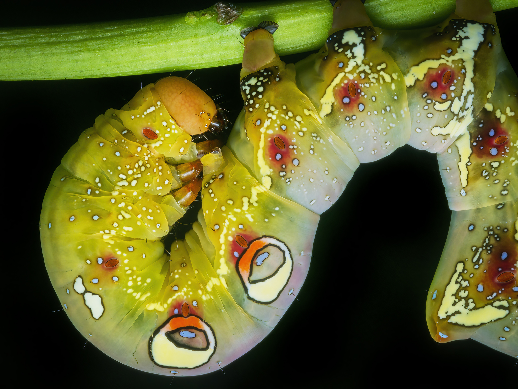 You are currently viewing Fruit-Piercing Moth Caterpillar