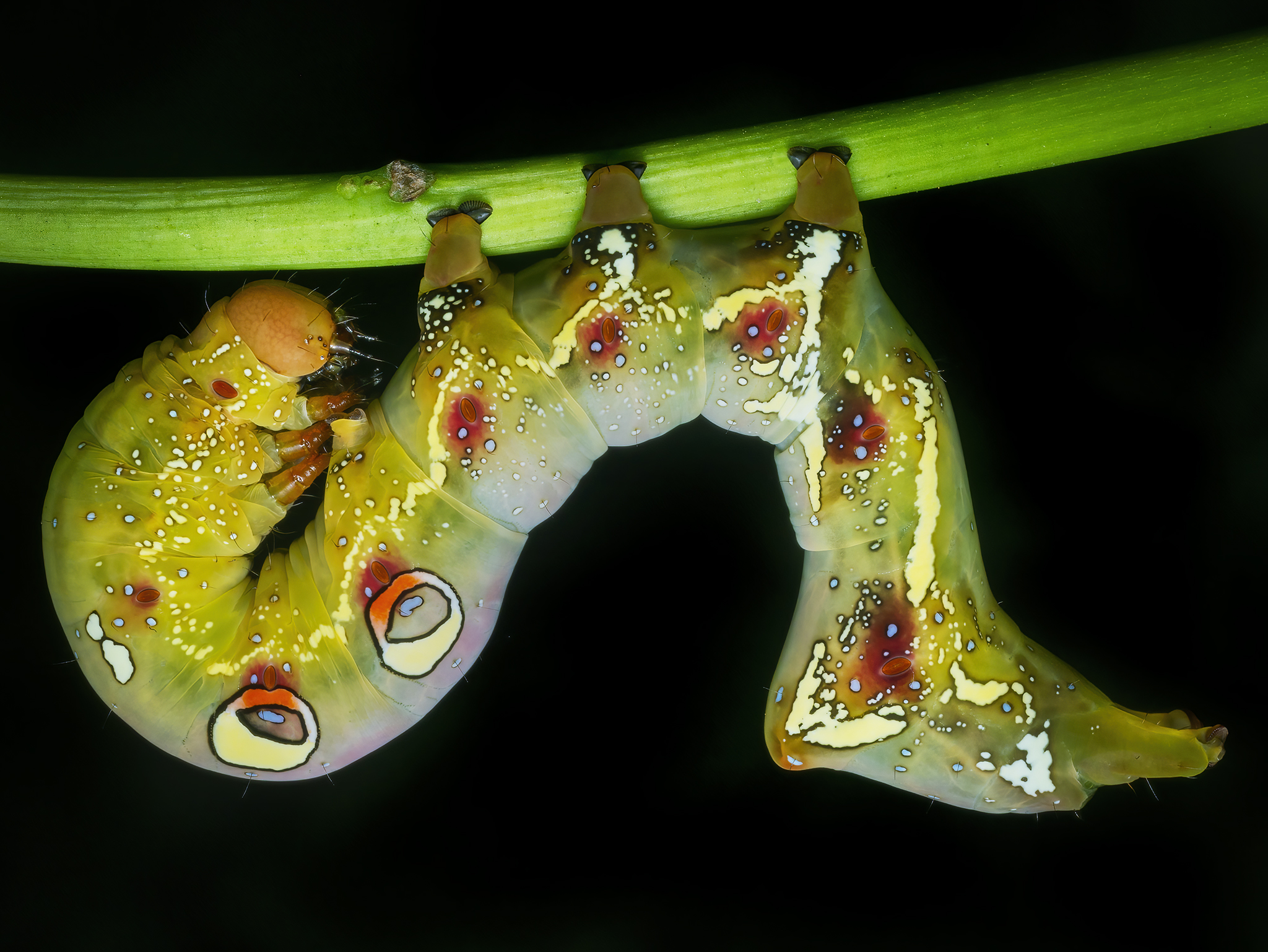 Read more about the article Fruit-Piercing Moth Caterpillar