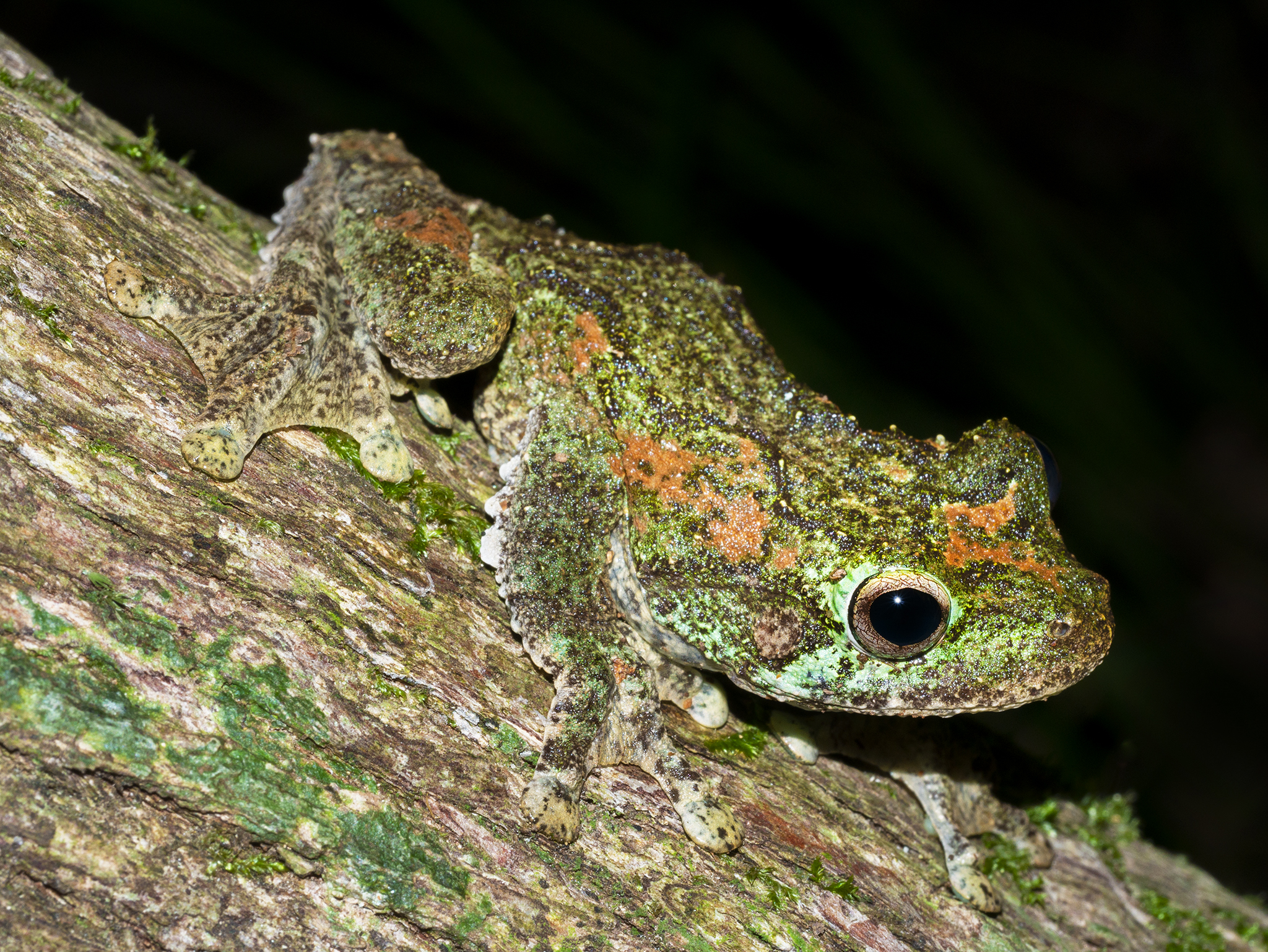You are currently viewing Green-Eyed Tree Frog