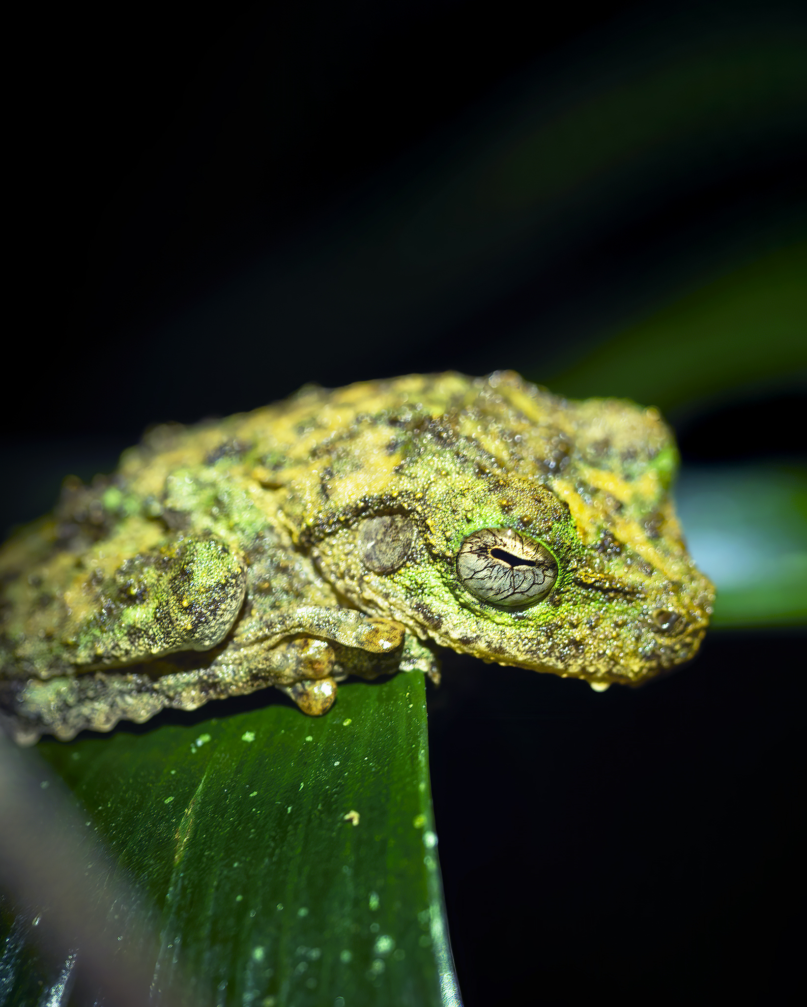 Read more about the article Green-Eyed Tree Frog