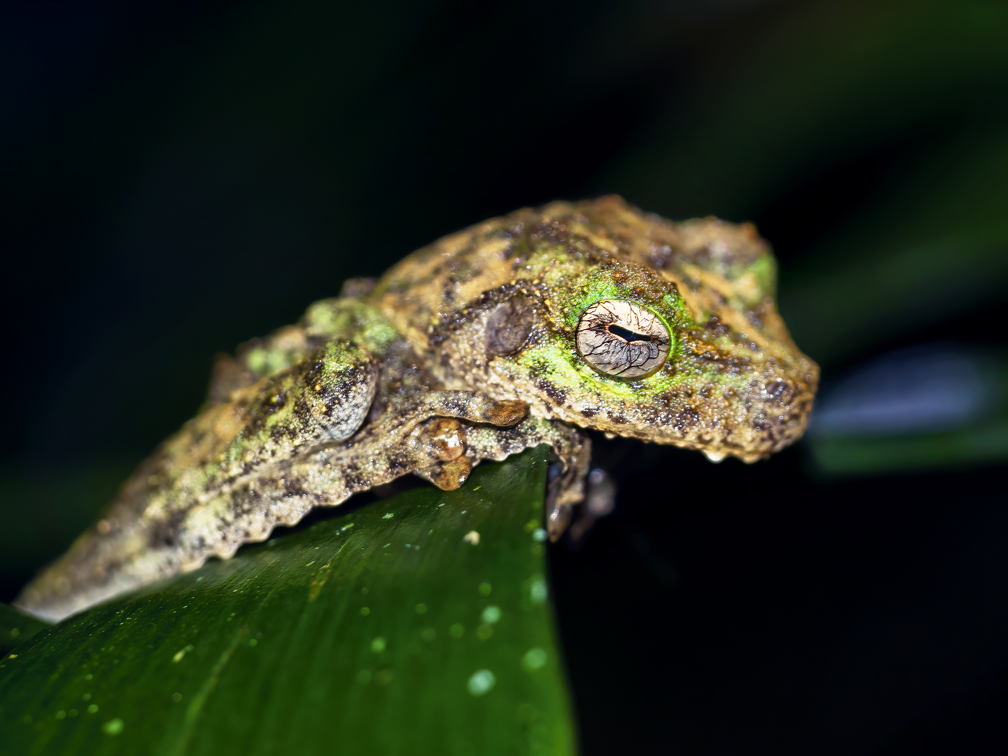 Read more about the article Green-Eyed Tree Frog