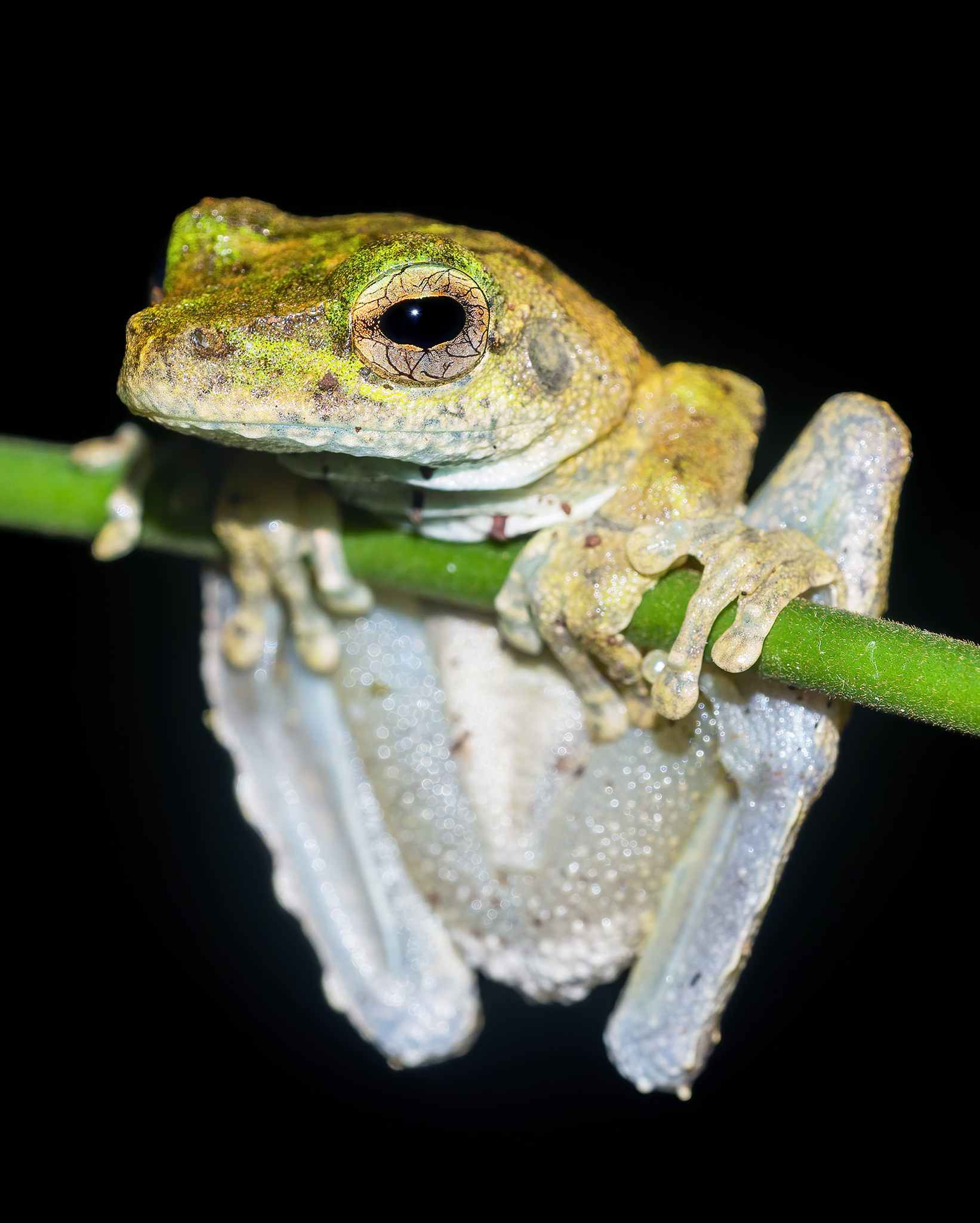 Read more about the article Green-Eyed Tree Frog