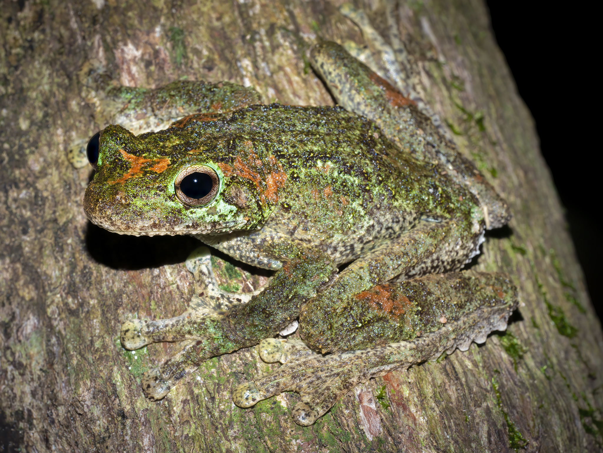 Read more about the article Green-Eyed Tree Frog