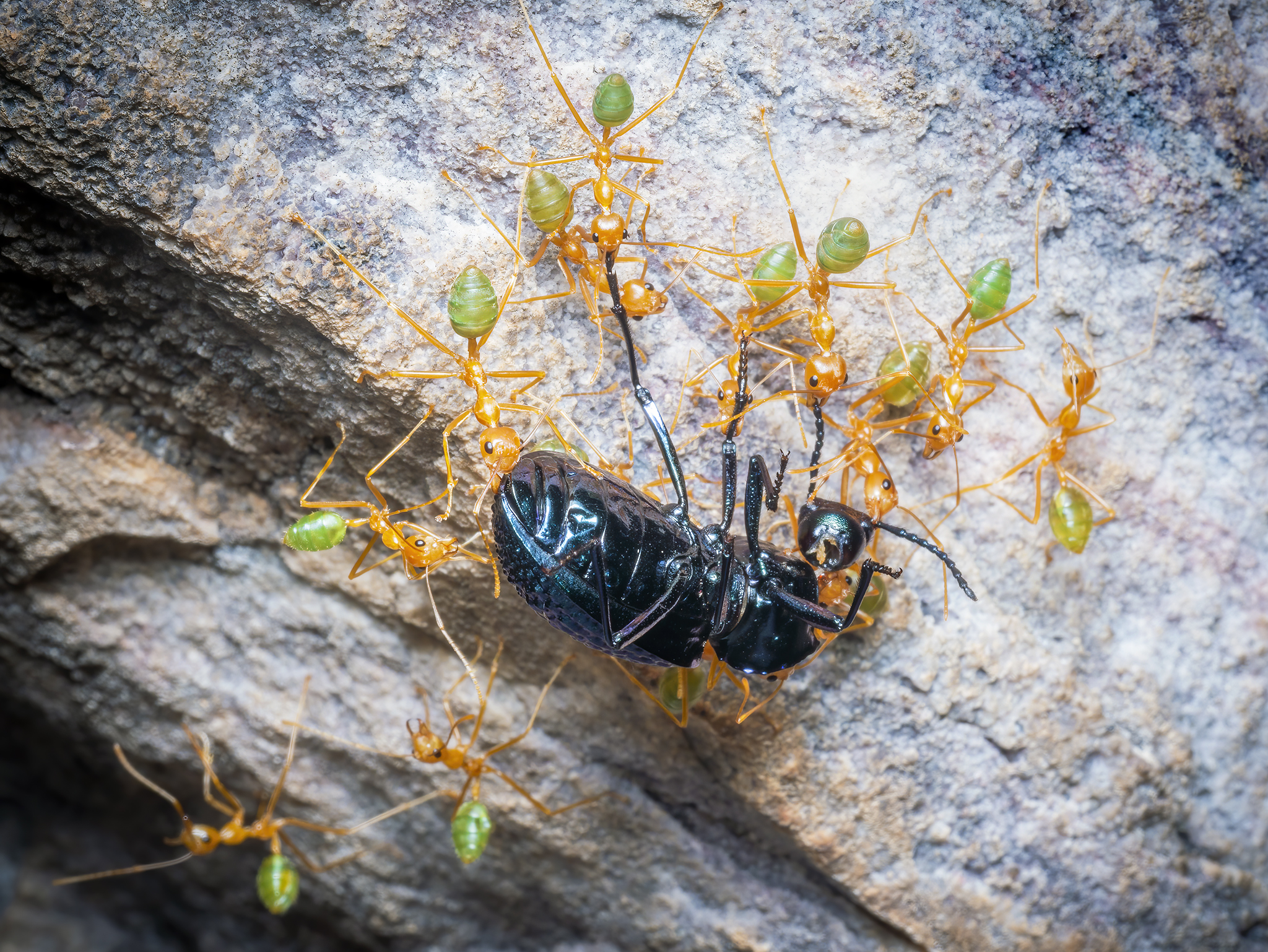 You are currently viewing Green Tree Ants with Beetle