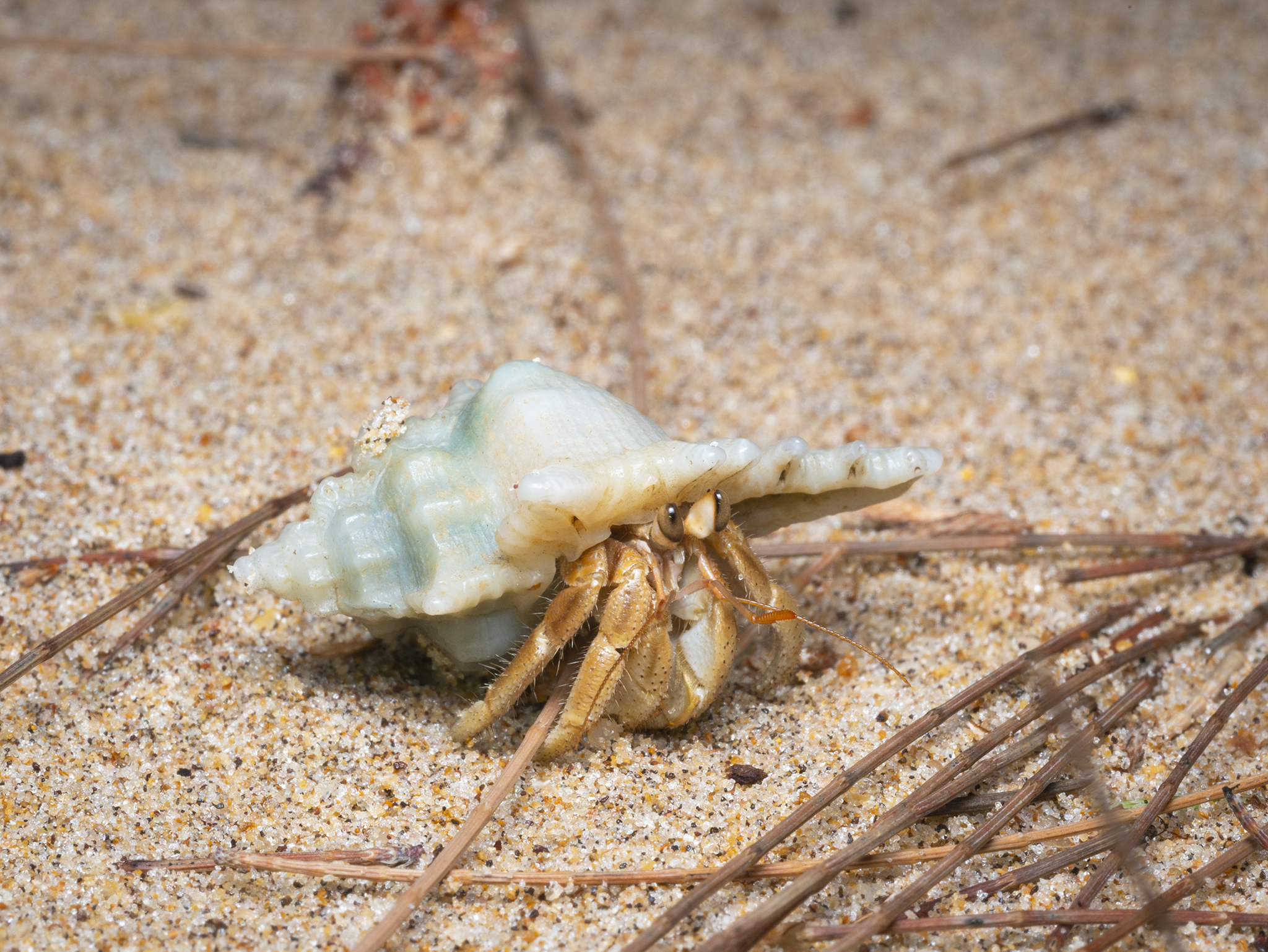 Read more about the article Hermit Crab Beauty Contest