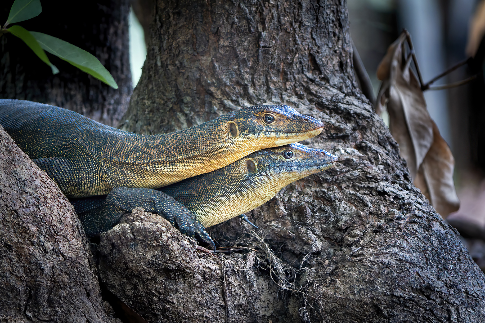 Read more about the article Mertens’ Water Monitors