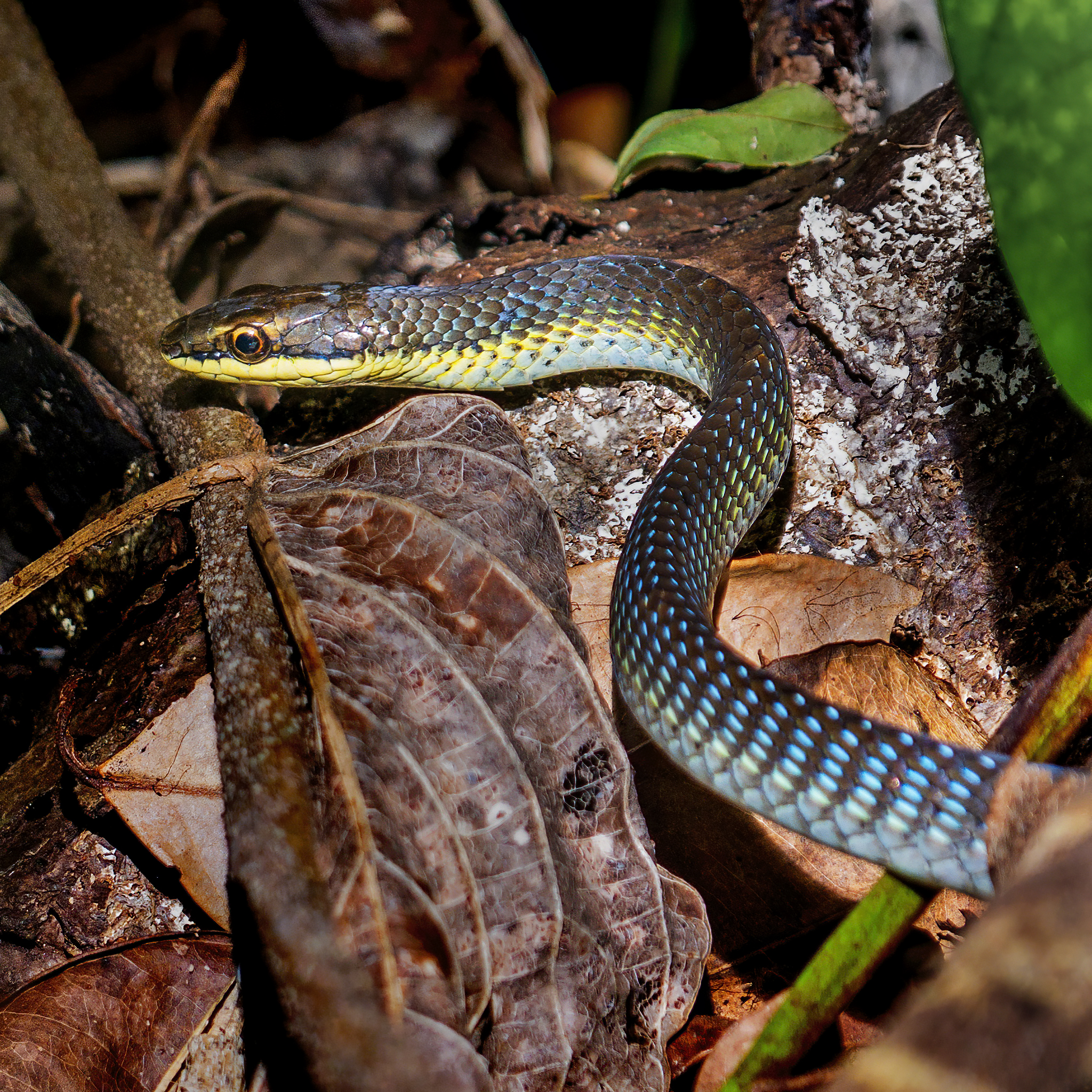 You are currently viewing Northern Tree Snake