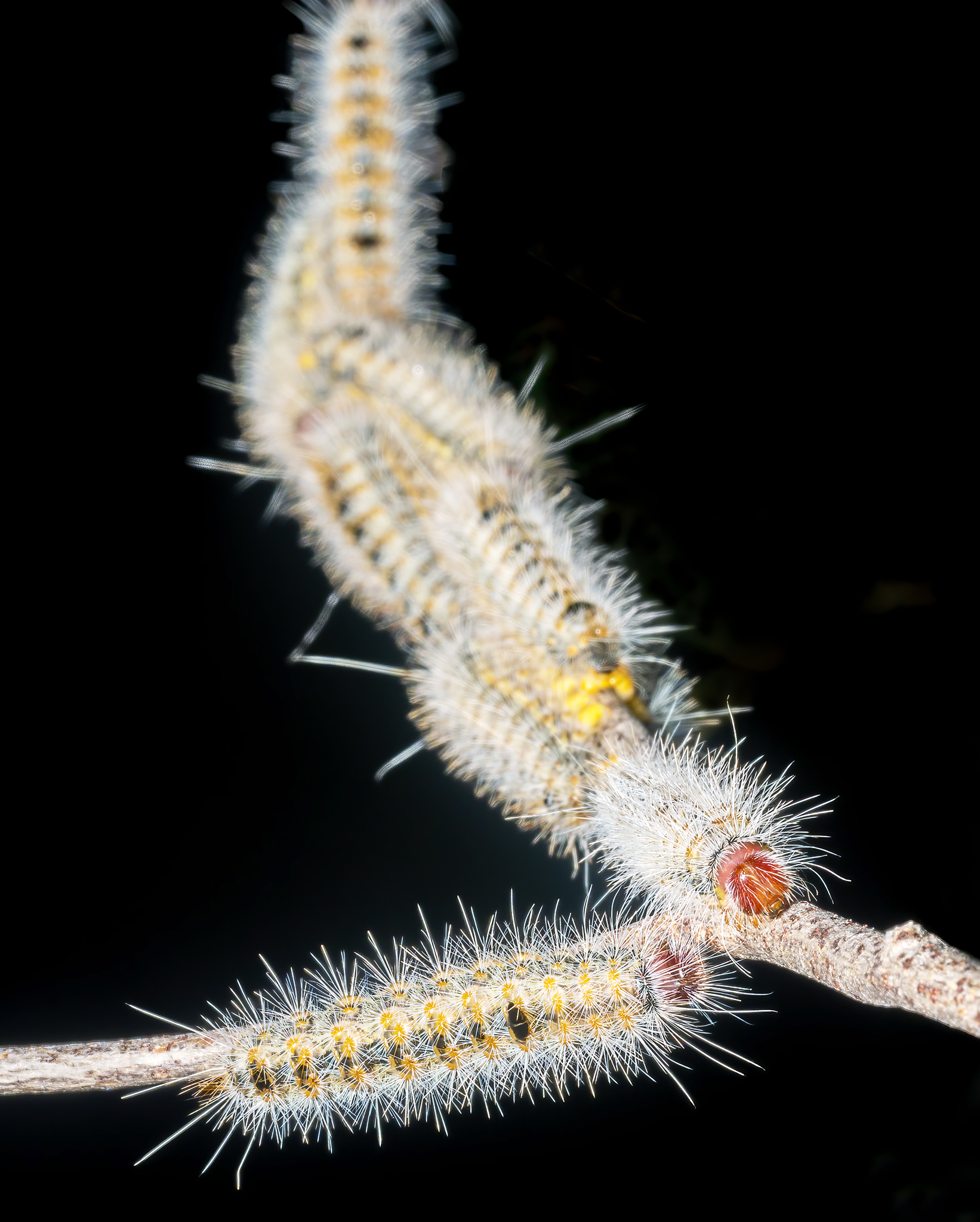 Read more about the article Processionary Caterpillars