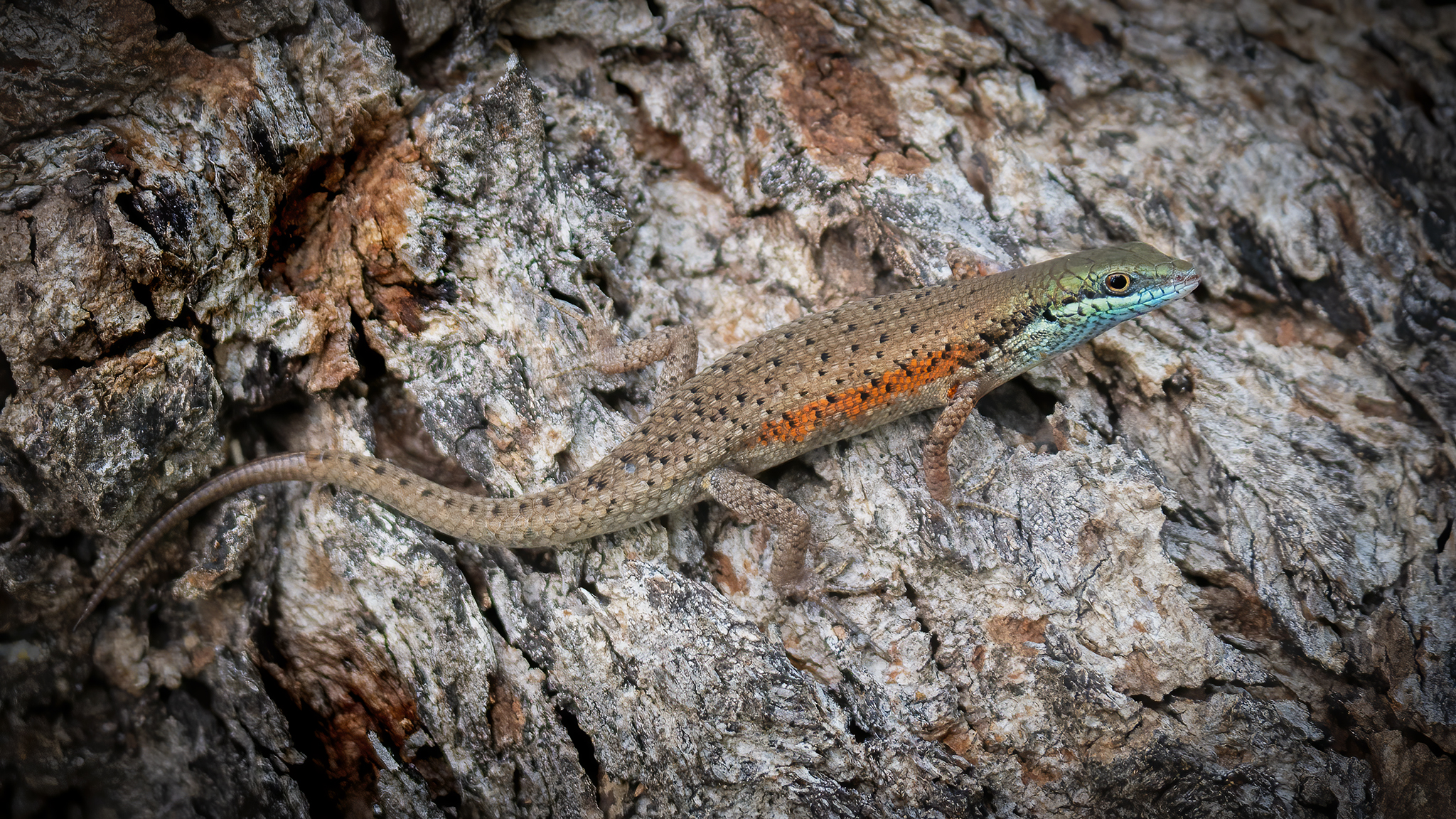 You are currently viewing Rainbow Skink