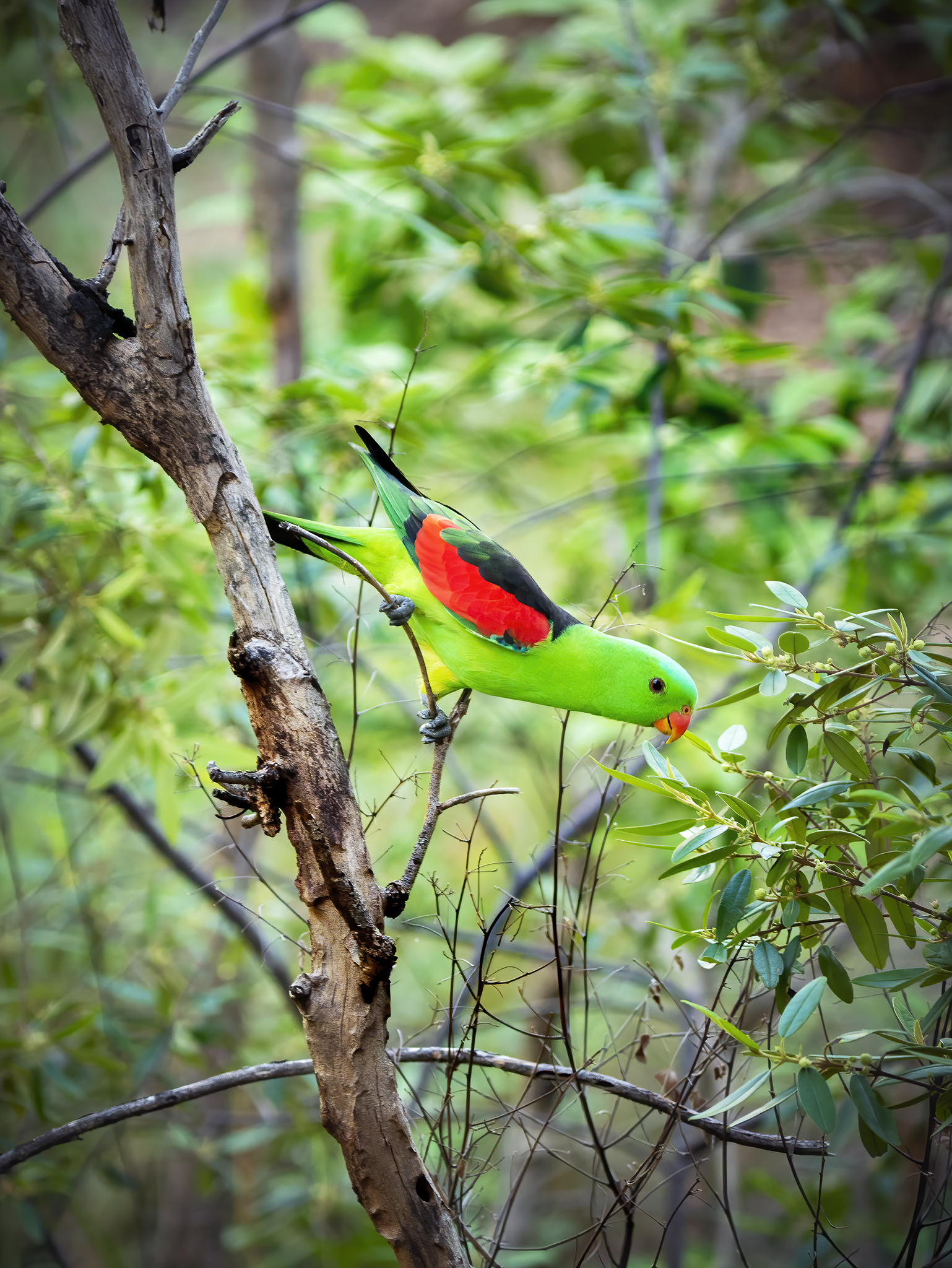 You are currently viewing Red-Winged Parrot