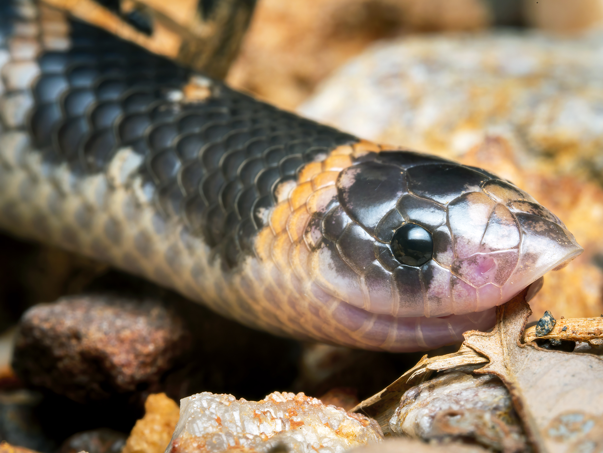 Read more about the article Northern Shovel-Nosed Snake