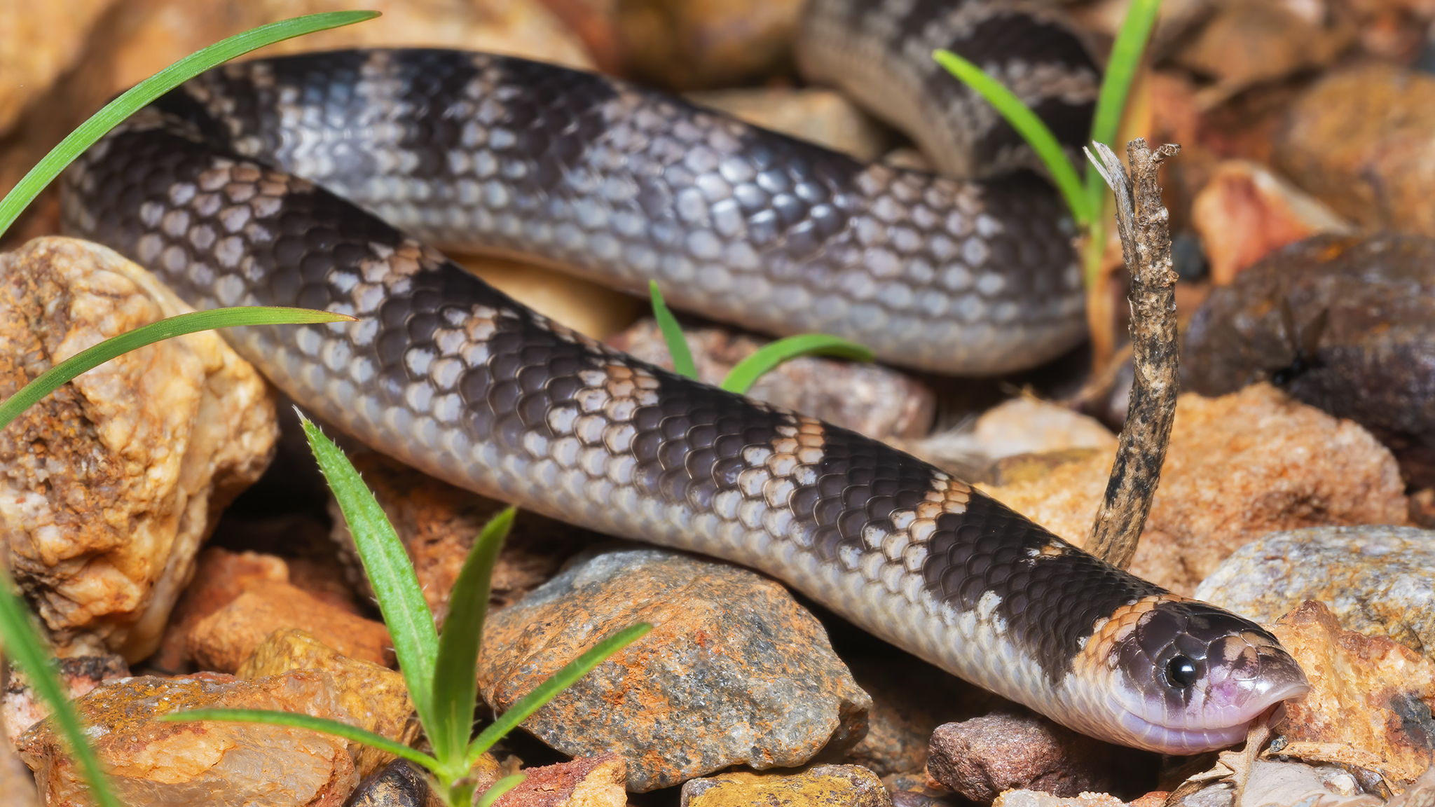 Read more about the article Northern Shovel-Nosed Snake