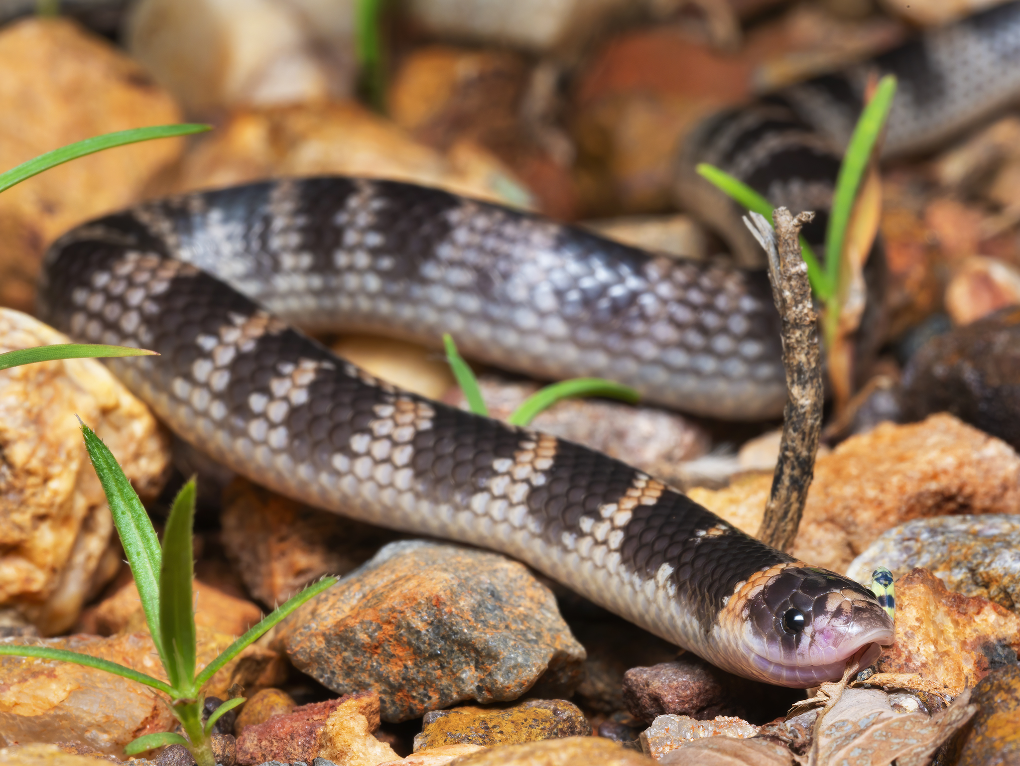 You are currently viewing Northern Shovel-Nosed Snake