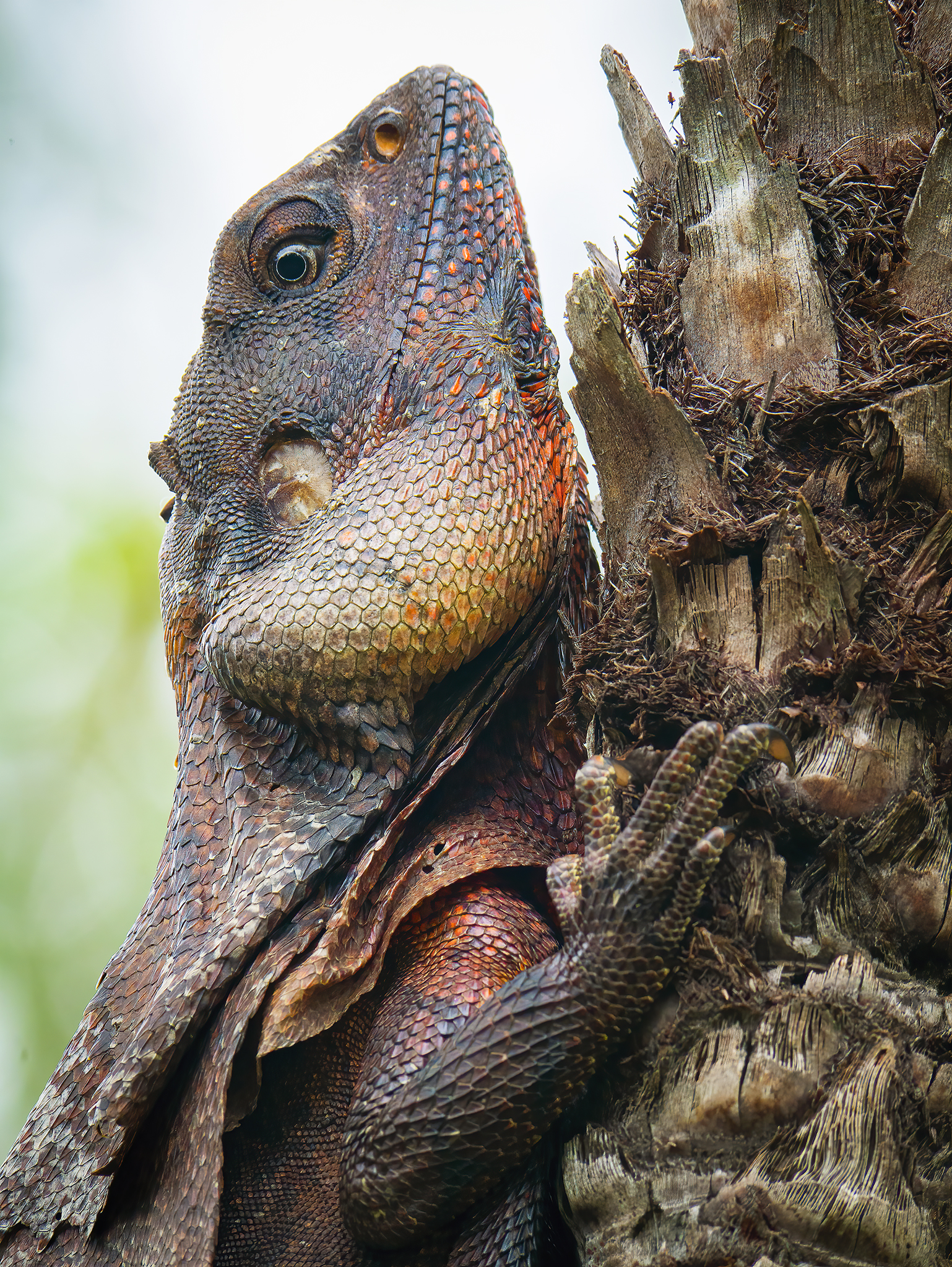 Read more about the article Frill-Necked Lizard