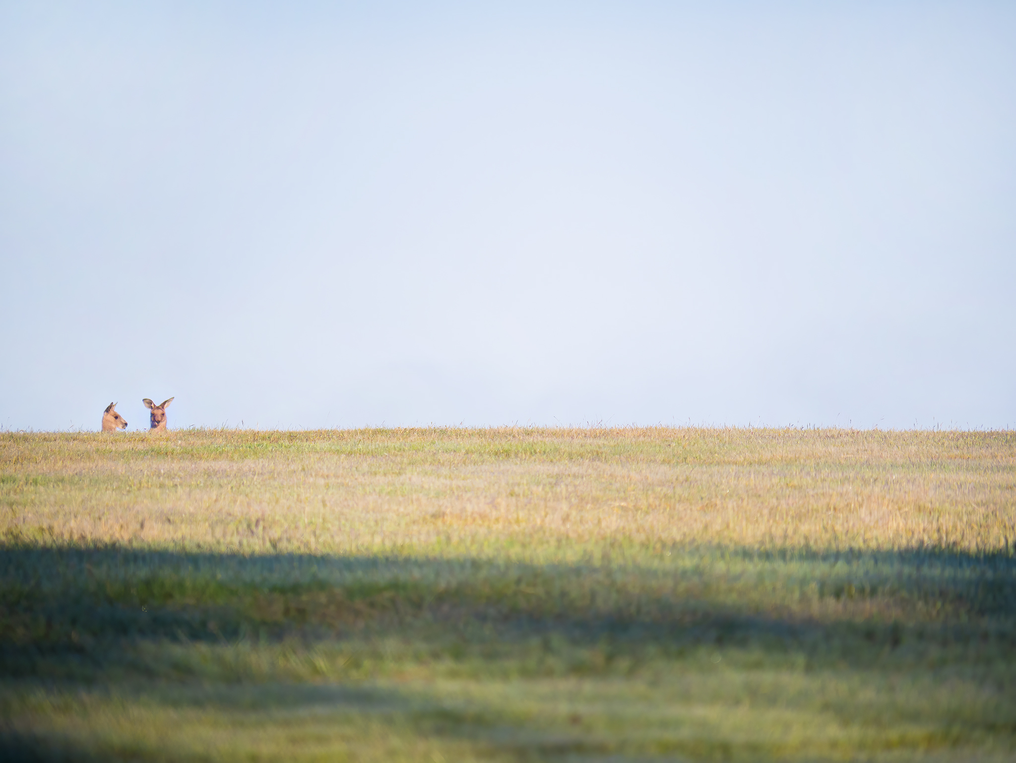 You are currently viewing Eastern Grey Kangaroos