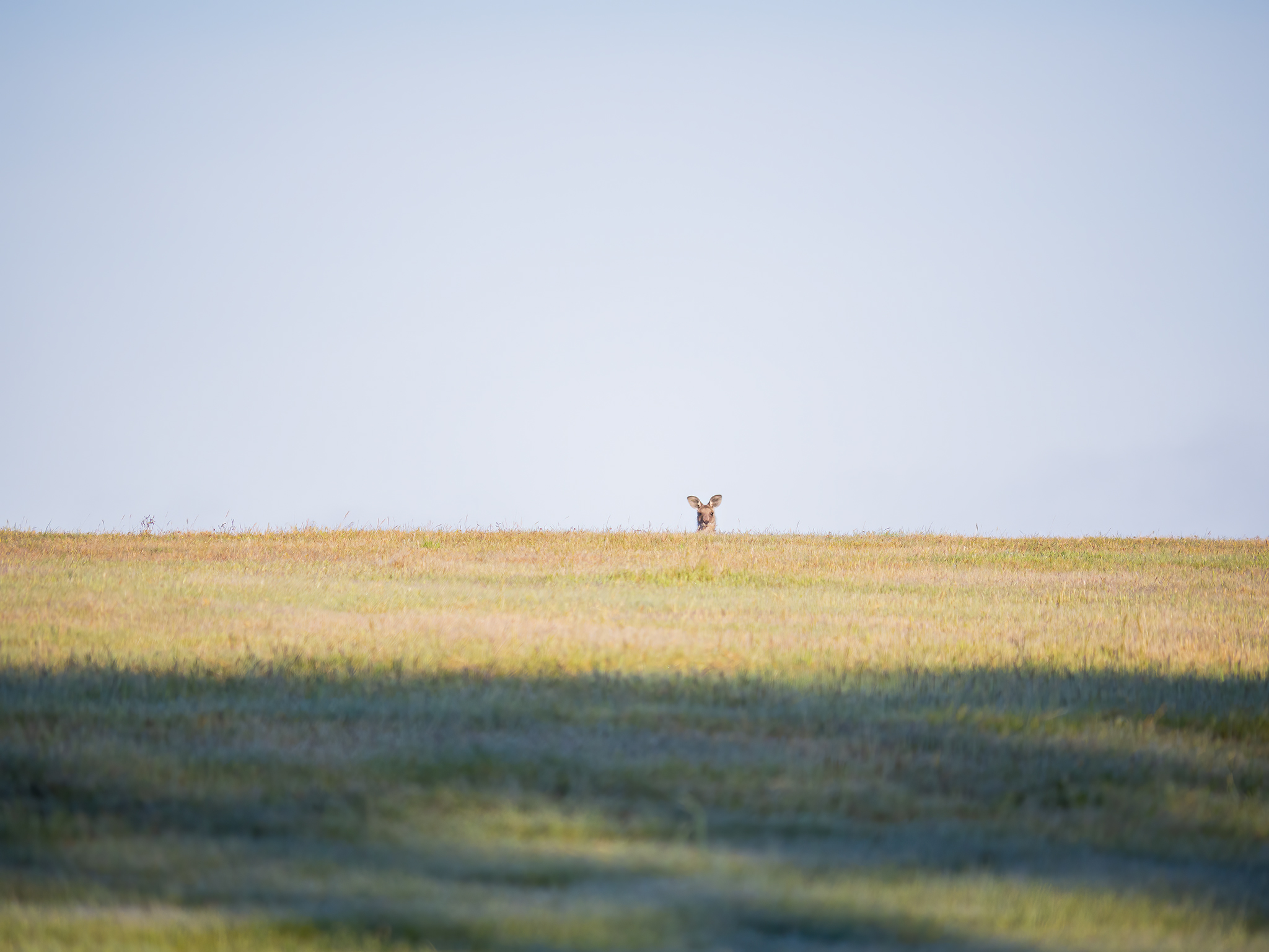 You are currently viewing Eastern Grey Kangaroo