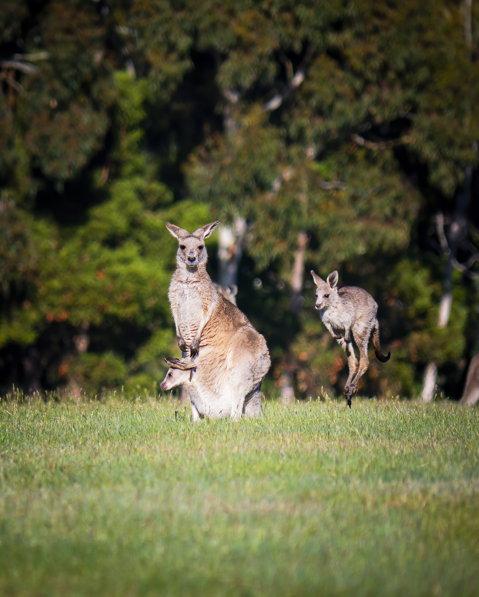 Read more about the article Eastern Grey Kangaroos