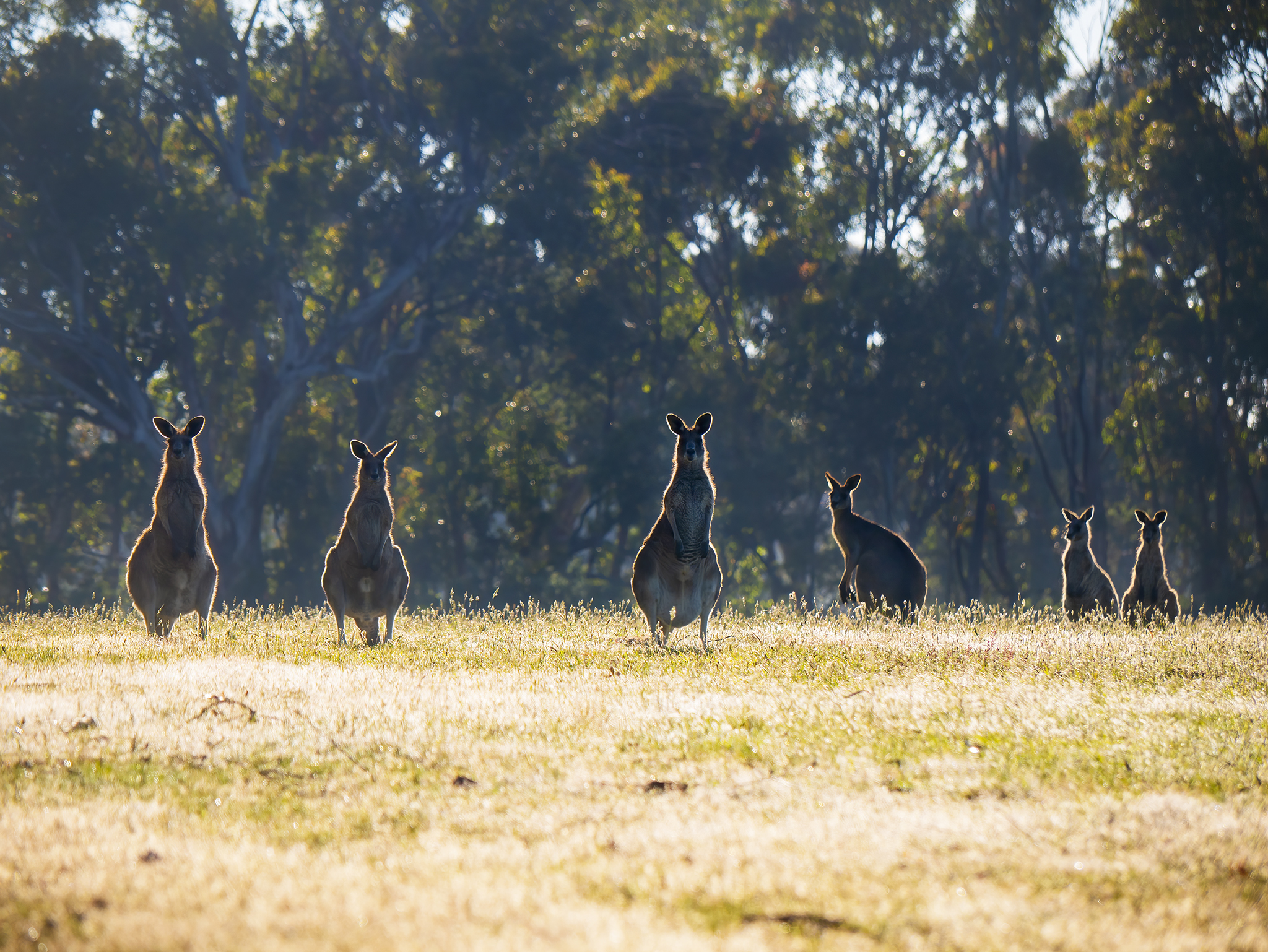 Read more about the article Eastern Grey Kangaroos