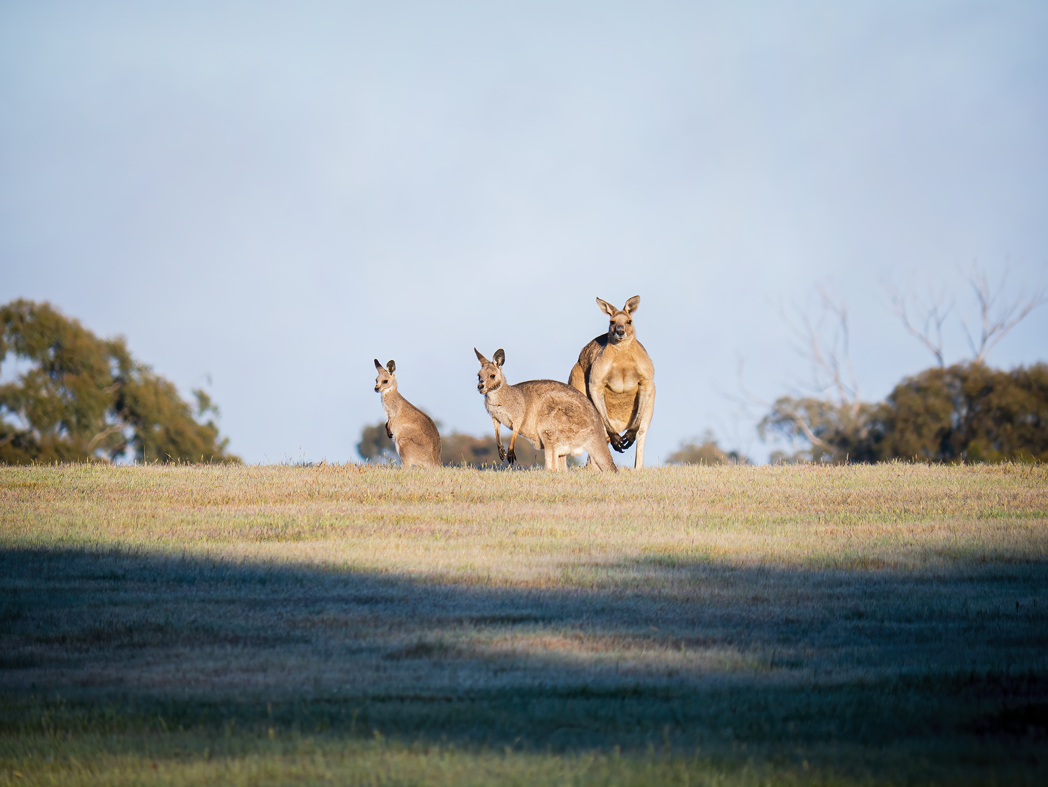 Read more about the article Eastern Grey Kangaroos