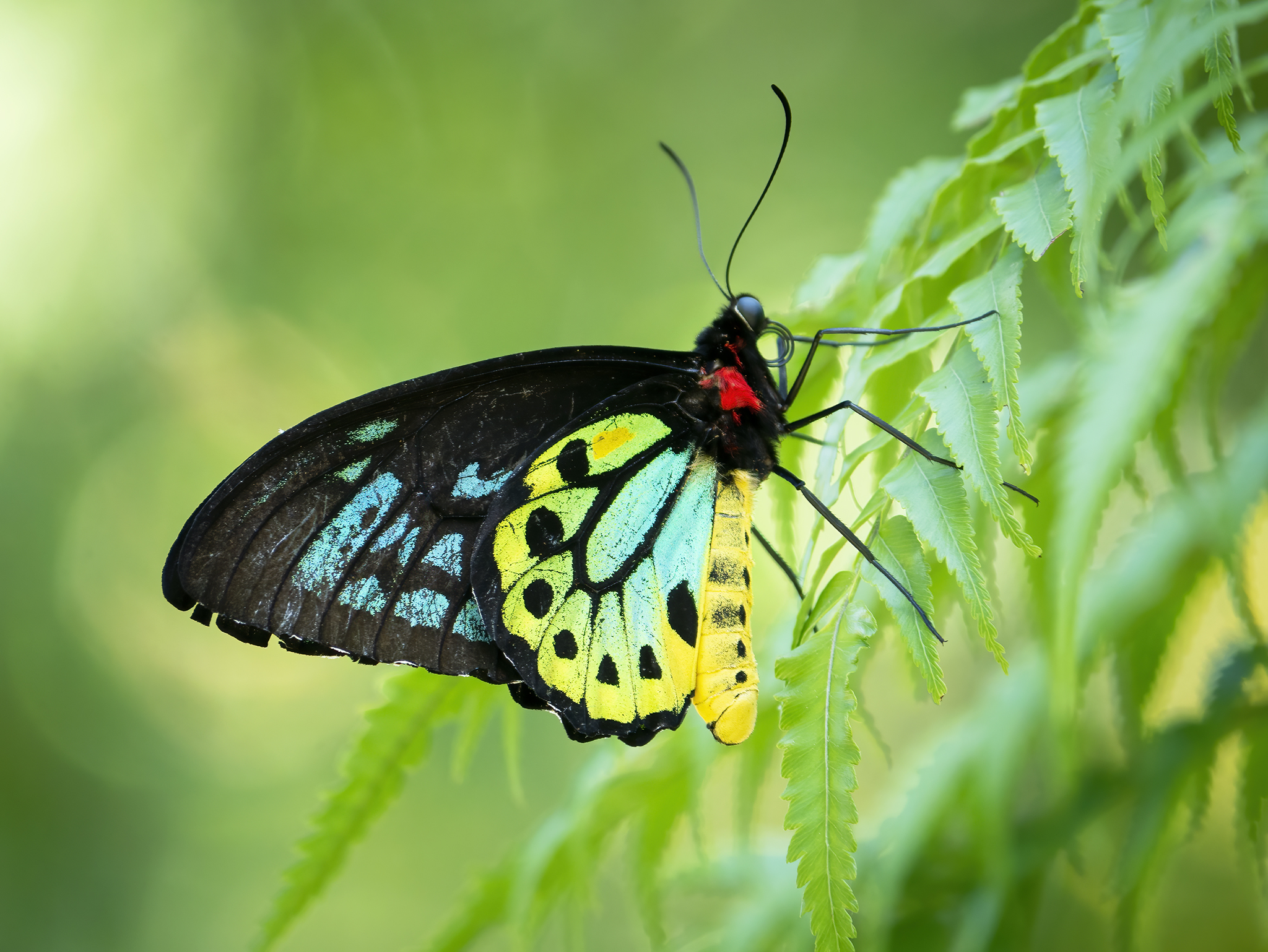 You are currently viewing Cairns Birdwing Butterfly