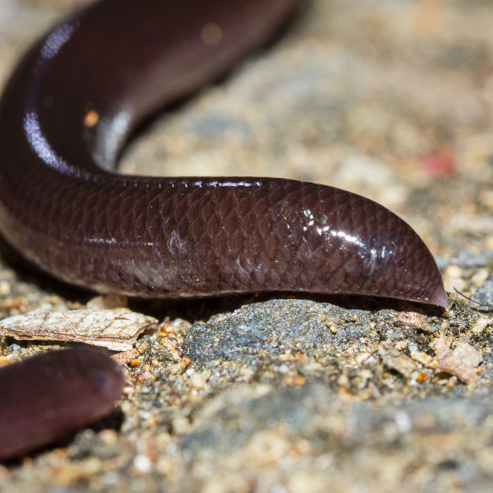 You are currently viewing Blind Snake