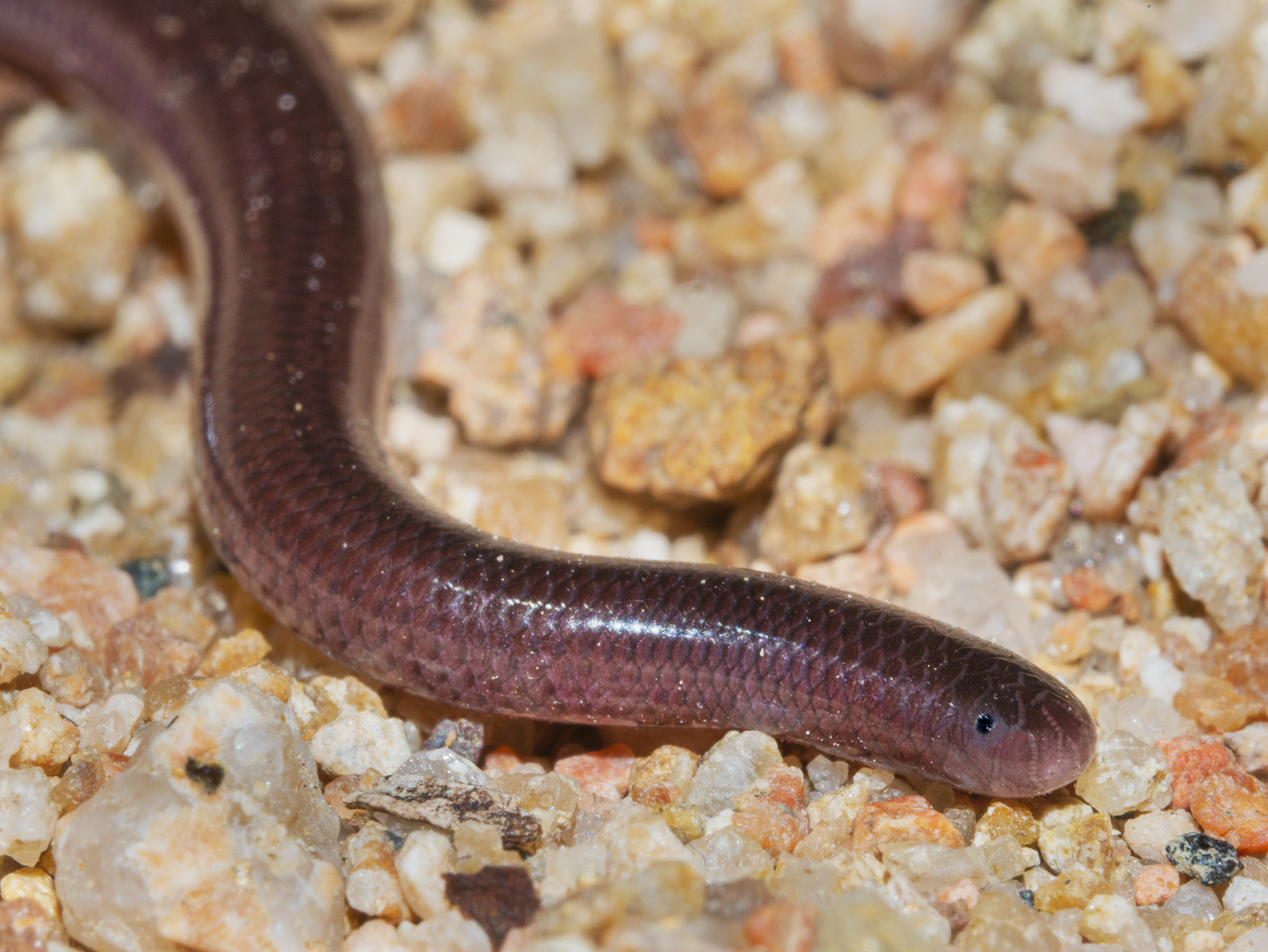 You are currently viewing Blind Snake